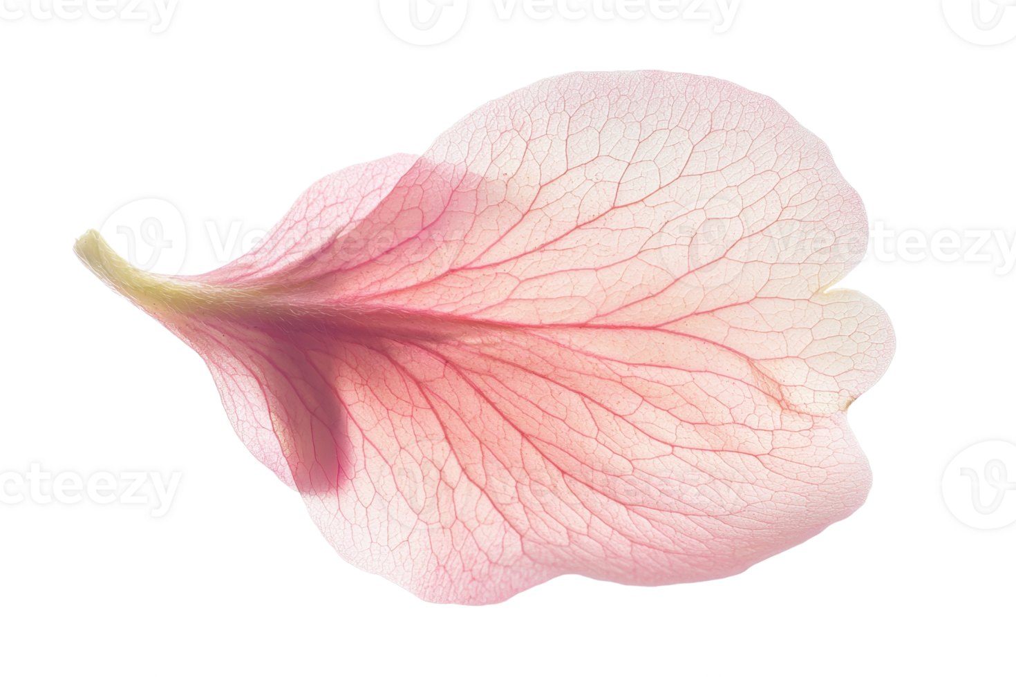 Close-up of a delicate pink flower petal with intricate vein pattern, isolated on transparent background. showcasing natural beauty and detail. png
