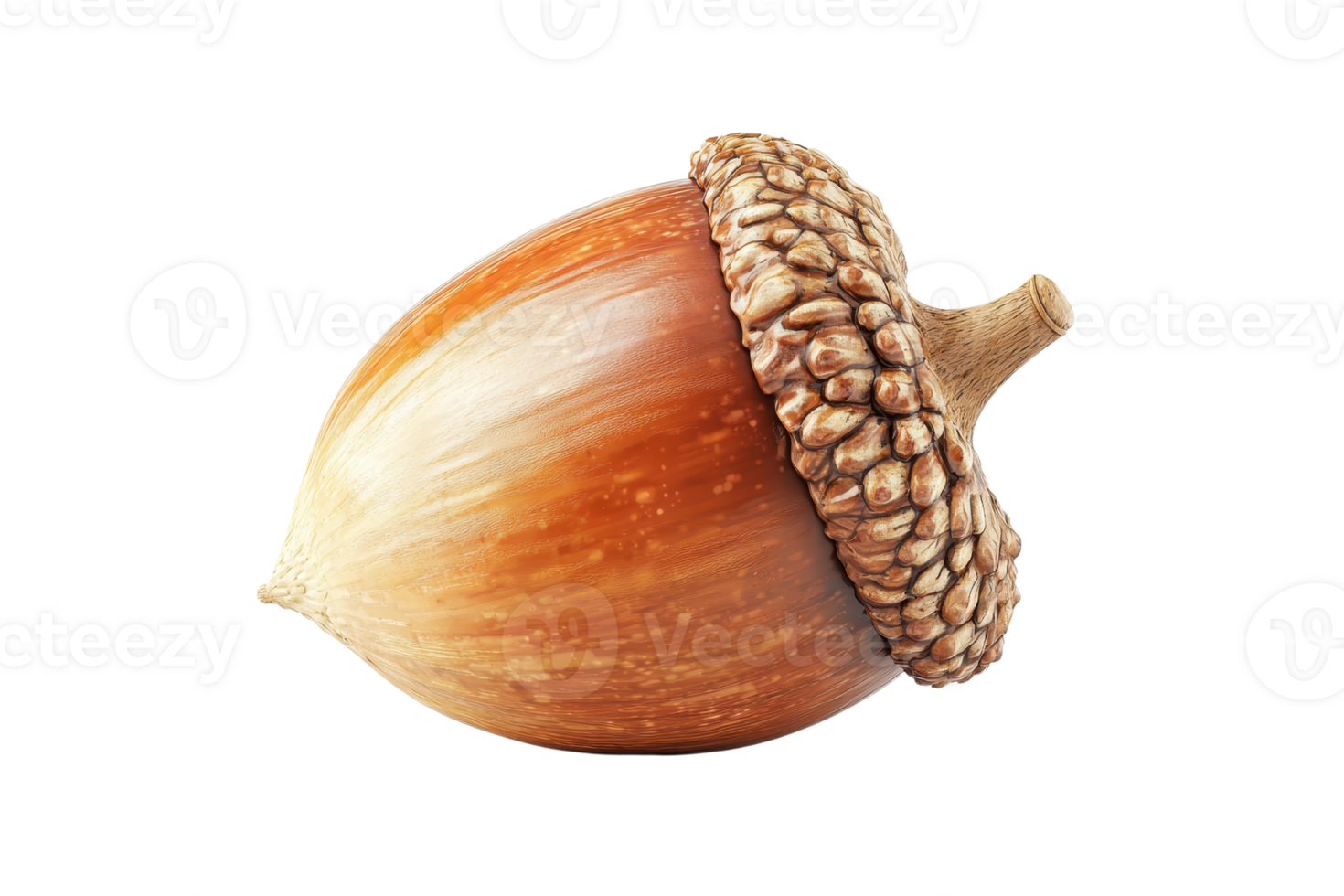 Close-up of a single acorn with a detailed cap and textured shell. Perfect for nature and autumn-themed designs and educational materials. png