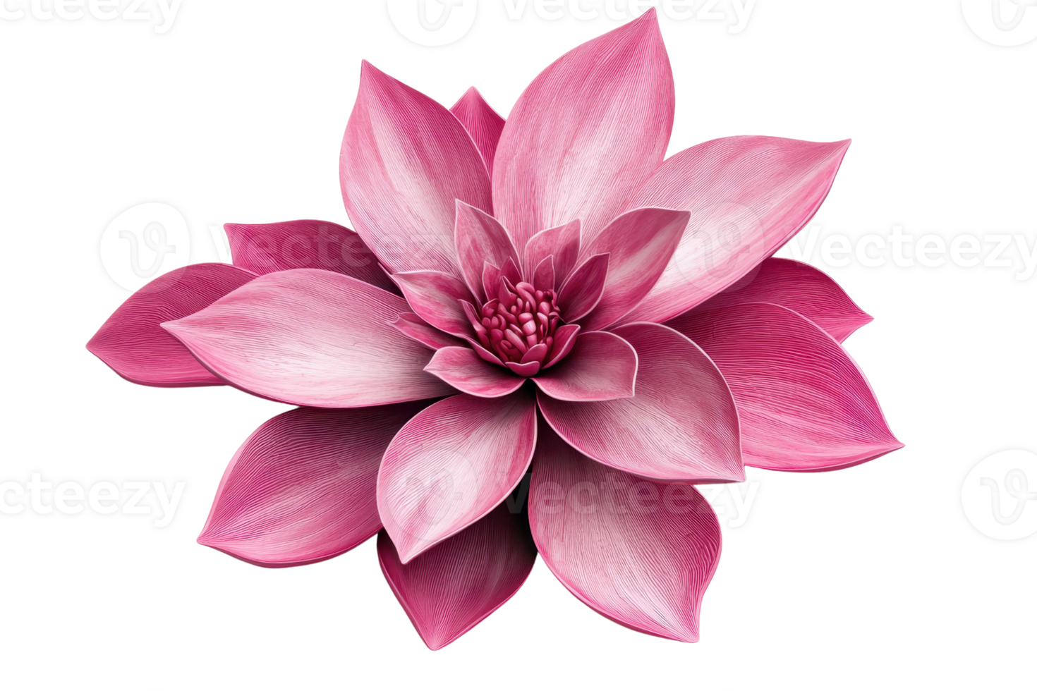 Close-up of a vibrant pink dahlia flower with layered petals, isolated on a transparent background. showcasing natural beauty and elegance. png
