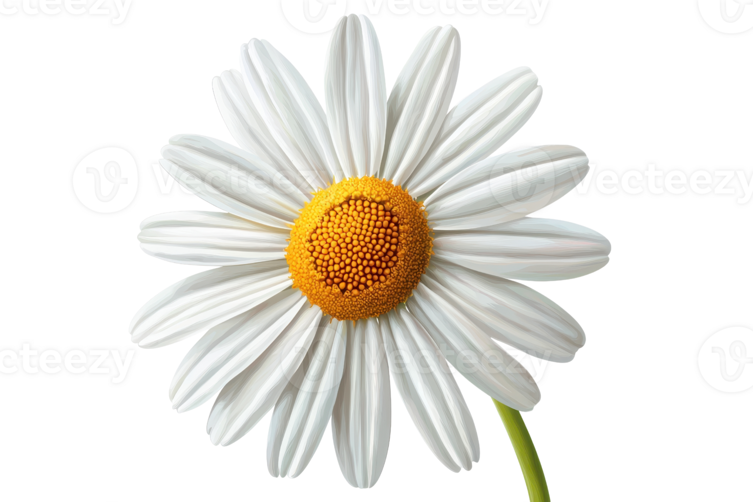 Close-up of a beautiful white daisy with a vibrant yellow center on a transparent background. showcasing nature's simple elegance and grace. png
