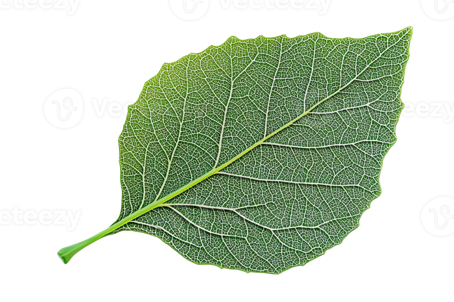 Close-up of a green leaf with visible veins and texture, isolated on a transparent background. Perfect for nature, botanical, or environmental themes. png