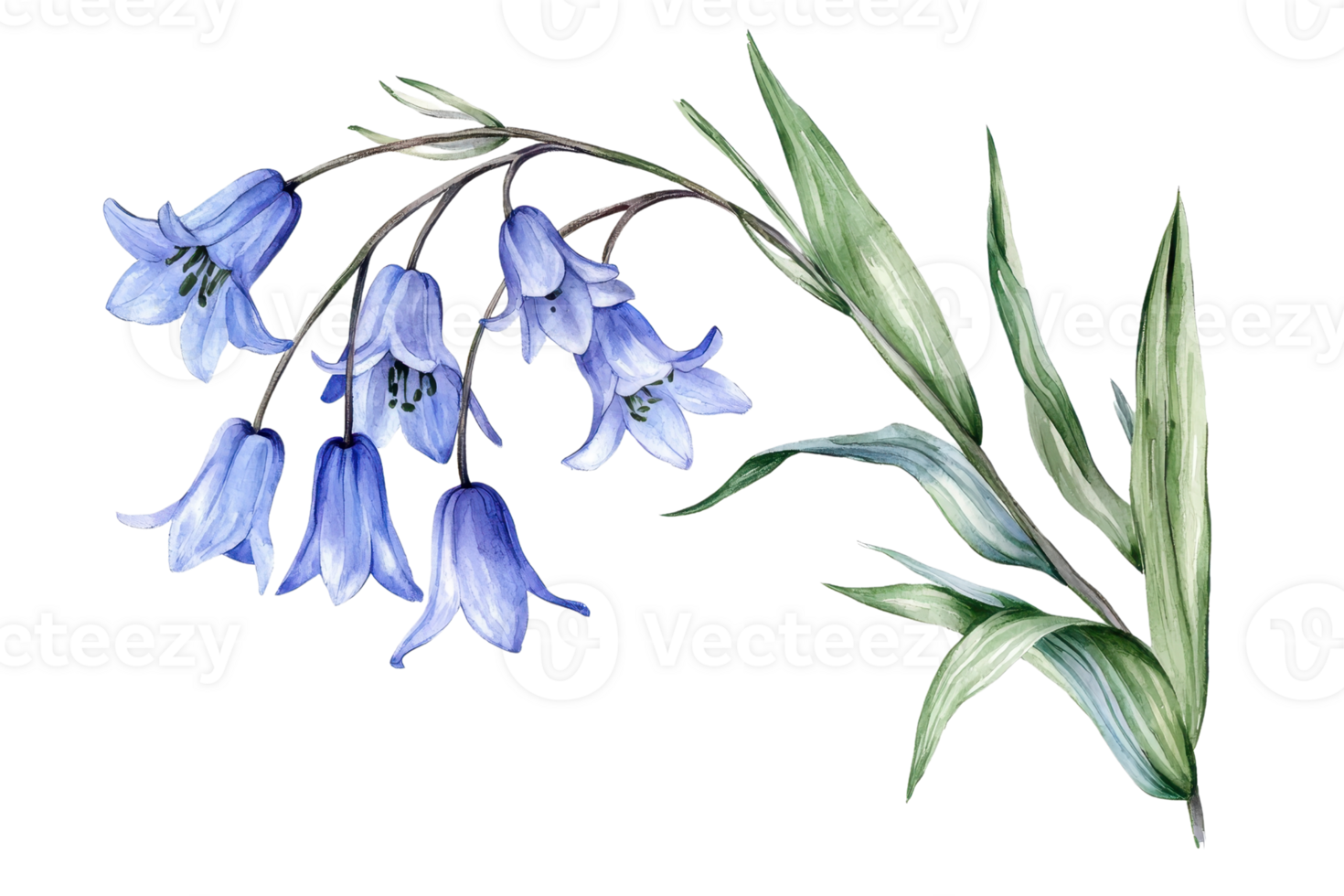 Delicate hand-drawn bluebell illustration with green leaves. Beautiful botanical drawing emphasizing nature's elegance and simplicity. png