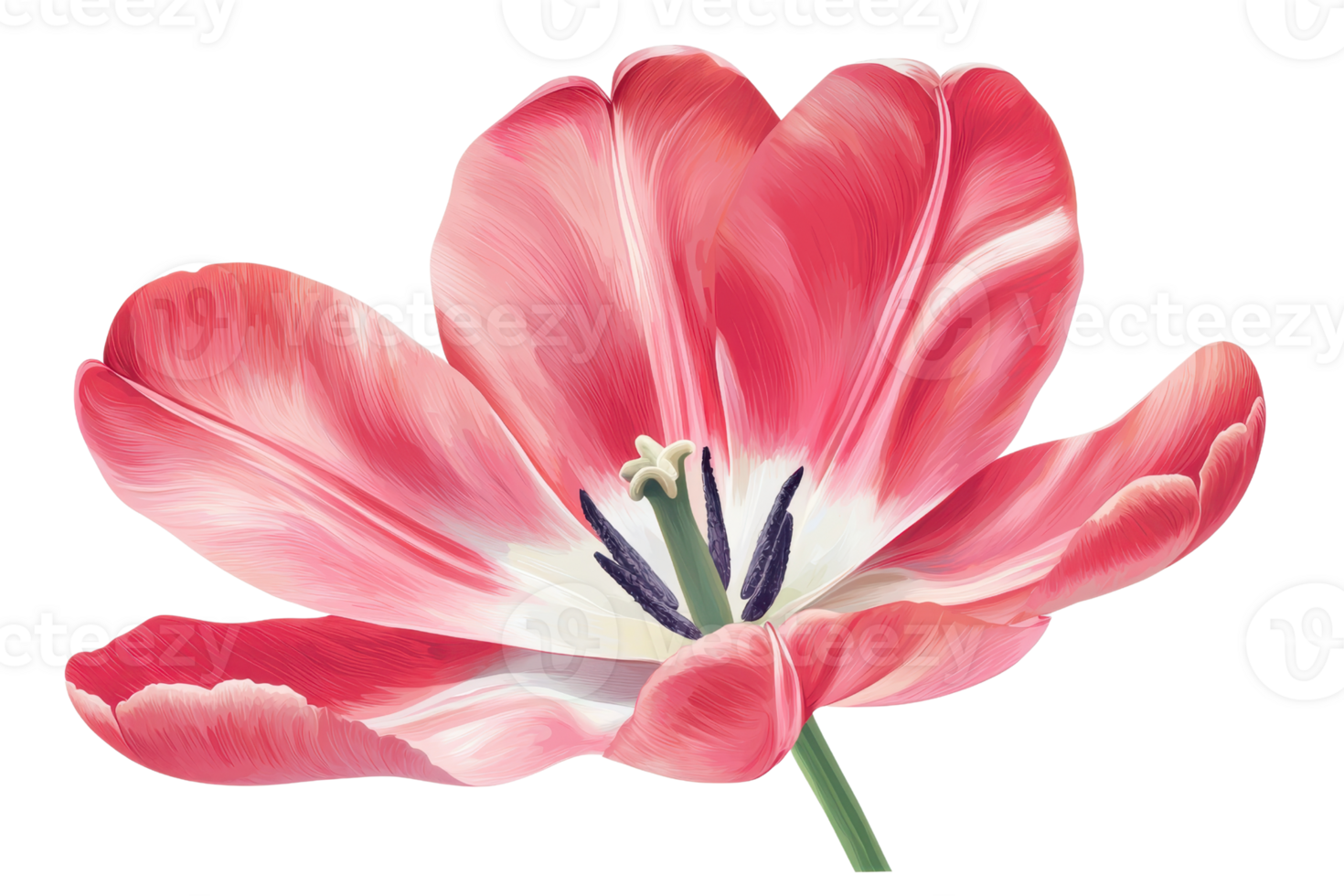 Close-up of a vibrant pink tulip flower isolated on a transparent background. showcasing its delicate petals and natural beauty. png