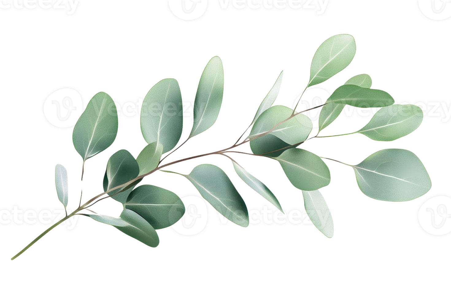 Delicate eucalyptus branch with fresh green leaves isolated on transparent background. showcasing nature's elegance and simplicity. png