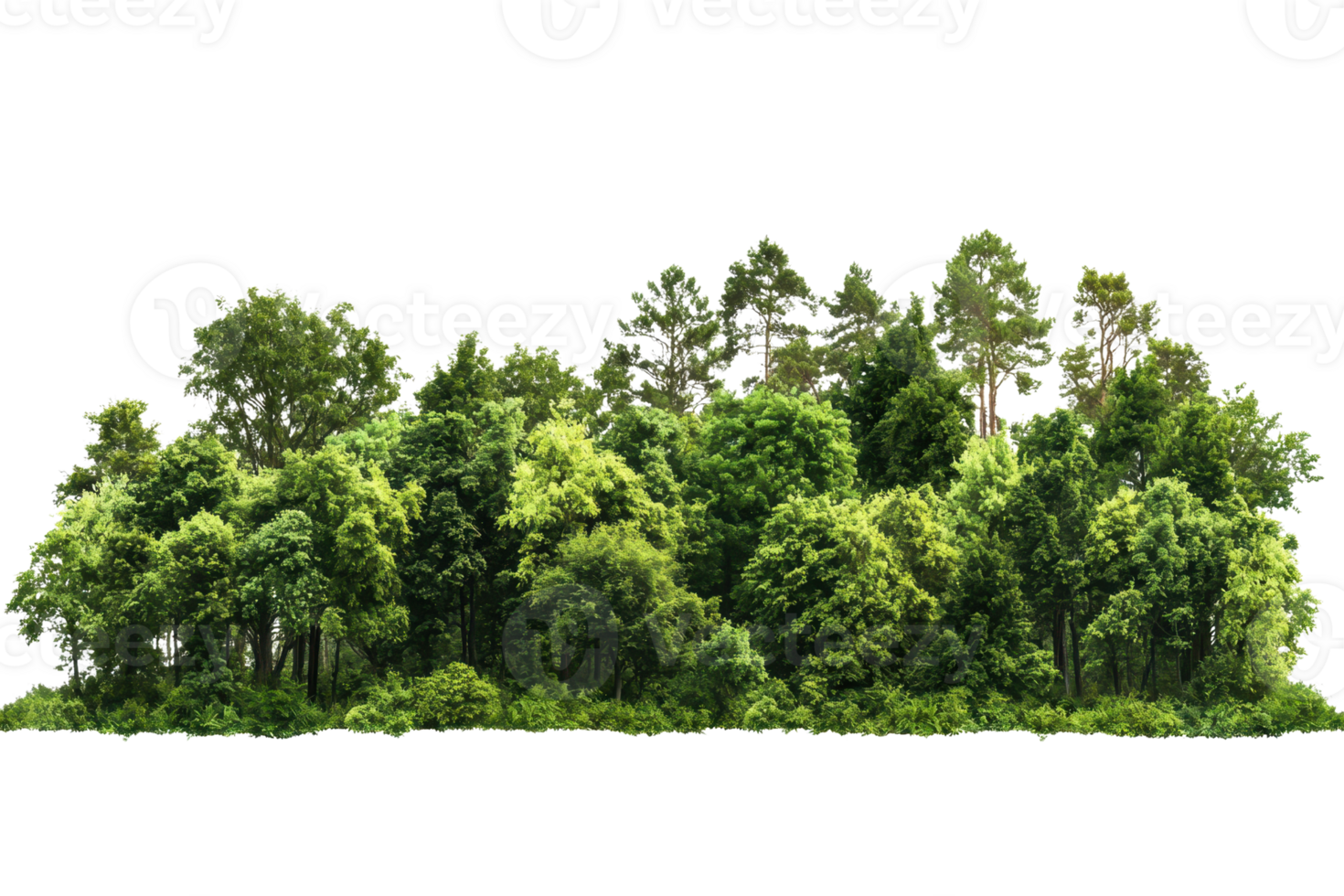 Dense lush green forest with various tree species in vibrant summer foliage, ideal for nature backgrounds and environmental concepts. png