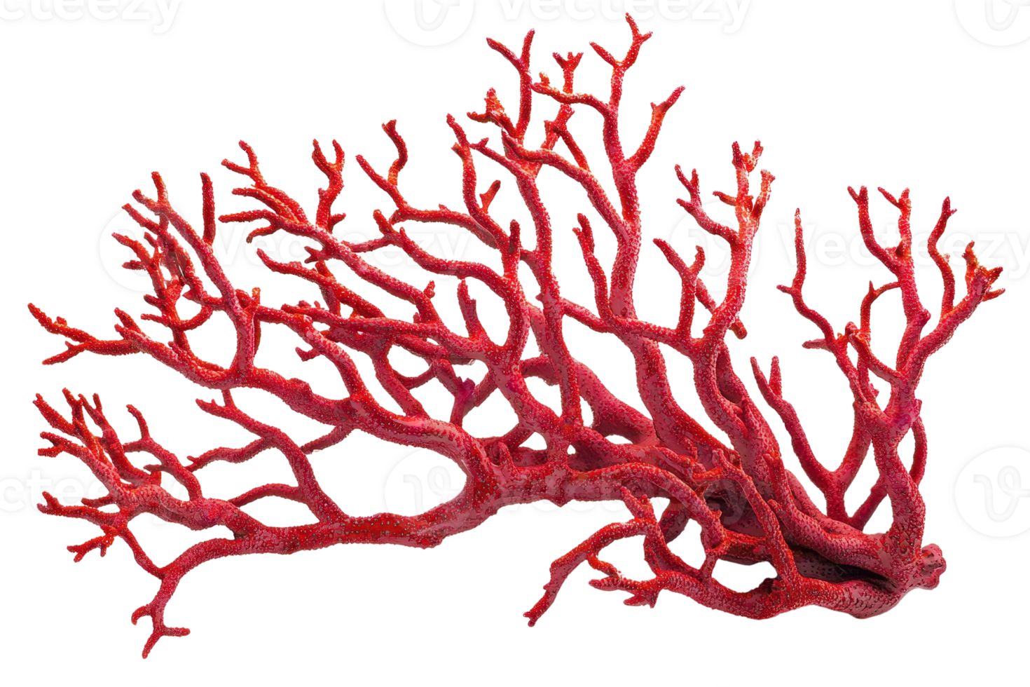Vibrant red coral branch isolated on transparent background. showcasing its intricate structure and bright color in a striking close-up view. png