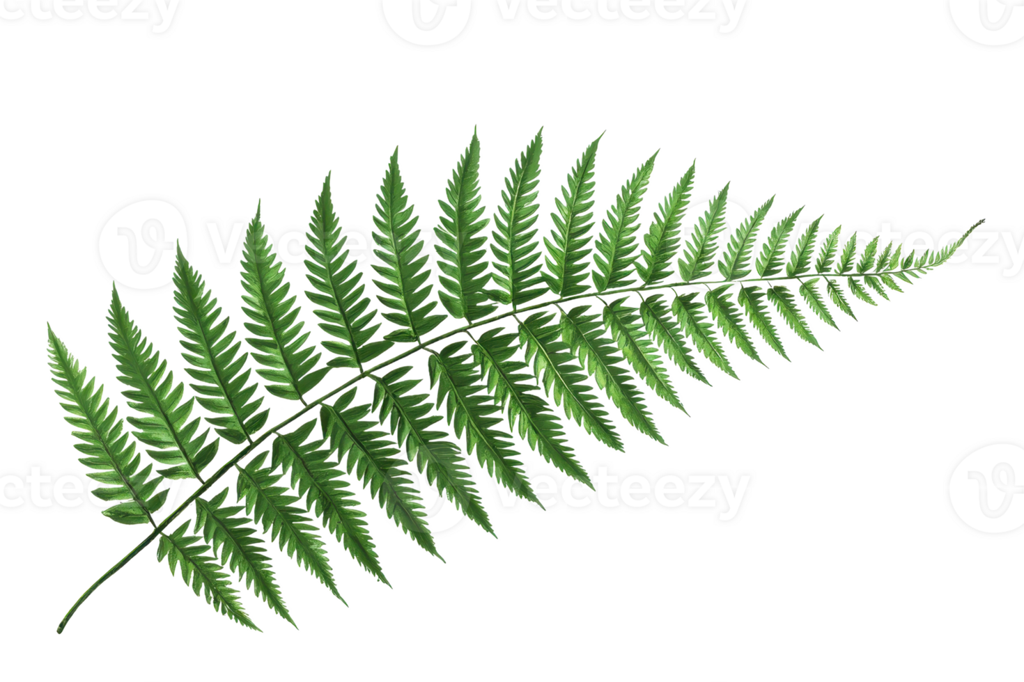 Vivid close-up of a single green fern leaf isolated on a transparent background. showcasing its intricate pattern and fresh natural beauty. png