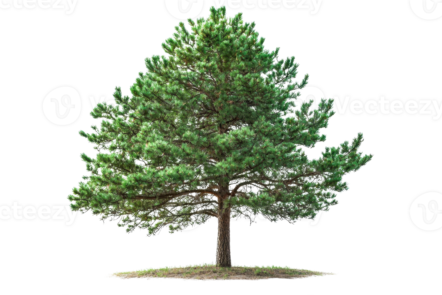 Full-grown green pine tree with lush, dense foliage and strong branches, isolated on a transparent background. Perfect for nature and forest illustrations. png