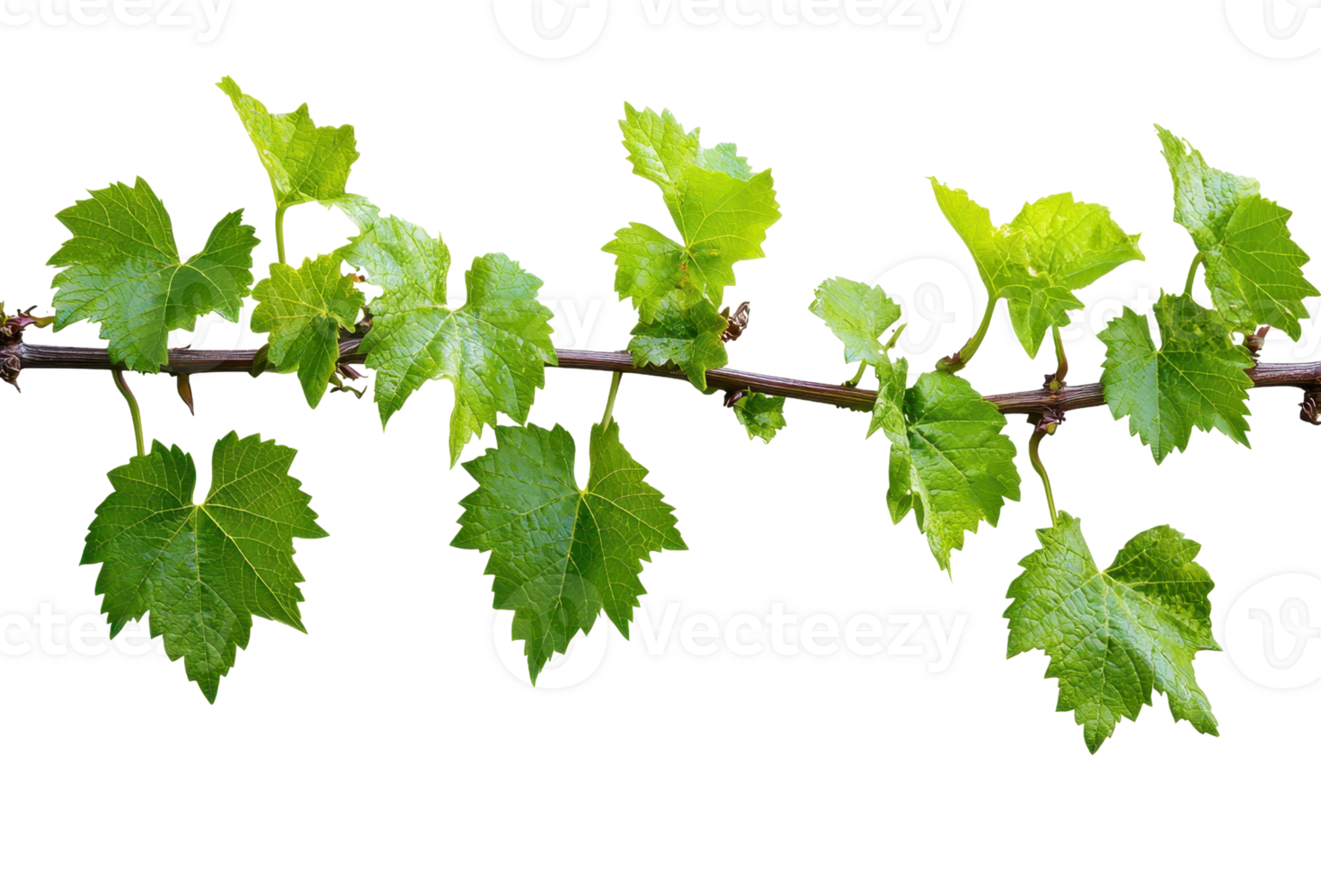 Fresh green grapevine leaves on a branch against a transparent background. showcasing lush foliage. Ideal for nature, gardening, and vineyard-themed projects. png