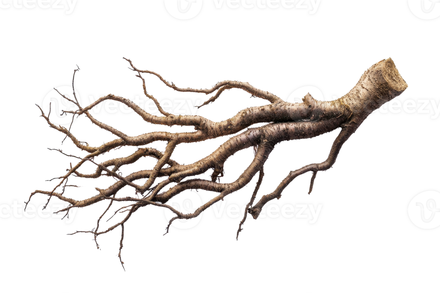 Isolated image of an intricate tree root system with extensive branches, perfect for natural themes and botanical designs. png