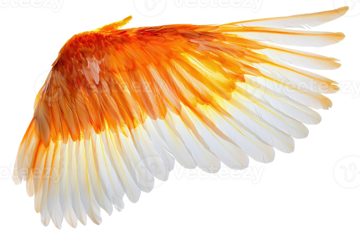 Vibrant orange and white feathered wing isolated on a transparent background. showcasing intricate details and colors perfect for design projects. png
