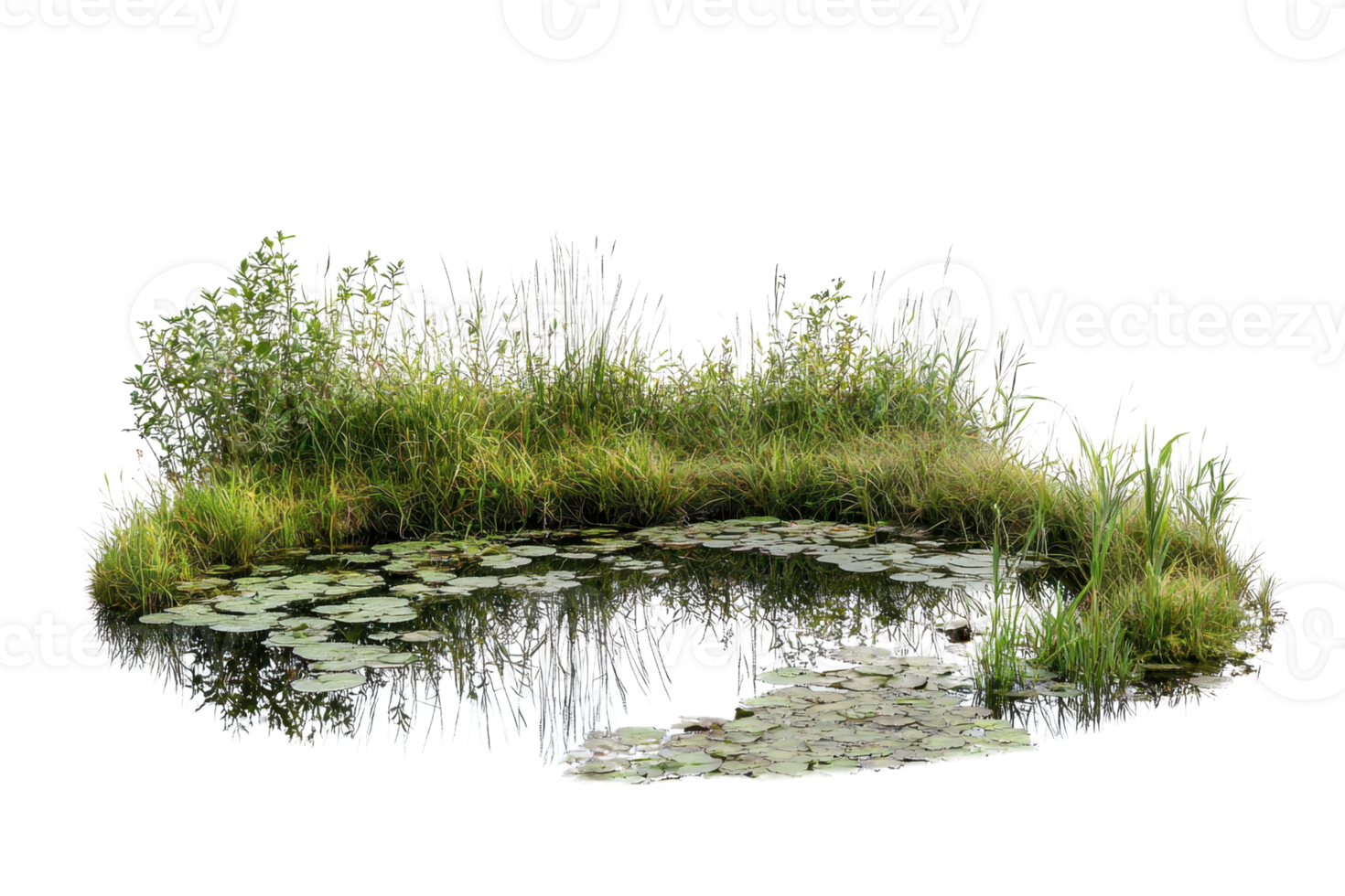 Serene natural pond surrounded by lush vegetation and lily pads, perfect for nature and landscape themes in photography. png