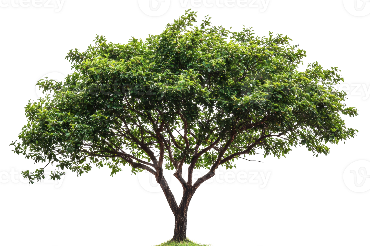 This image features a large, lush, green tree with dense foliage and sprawling branches, perfect for nature and landscape projects. png