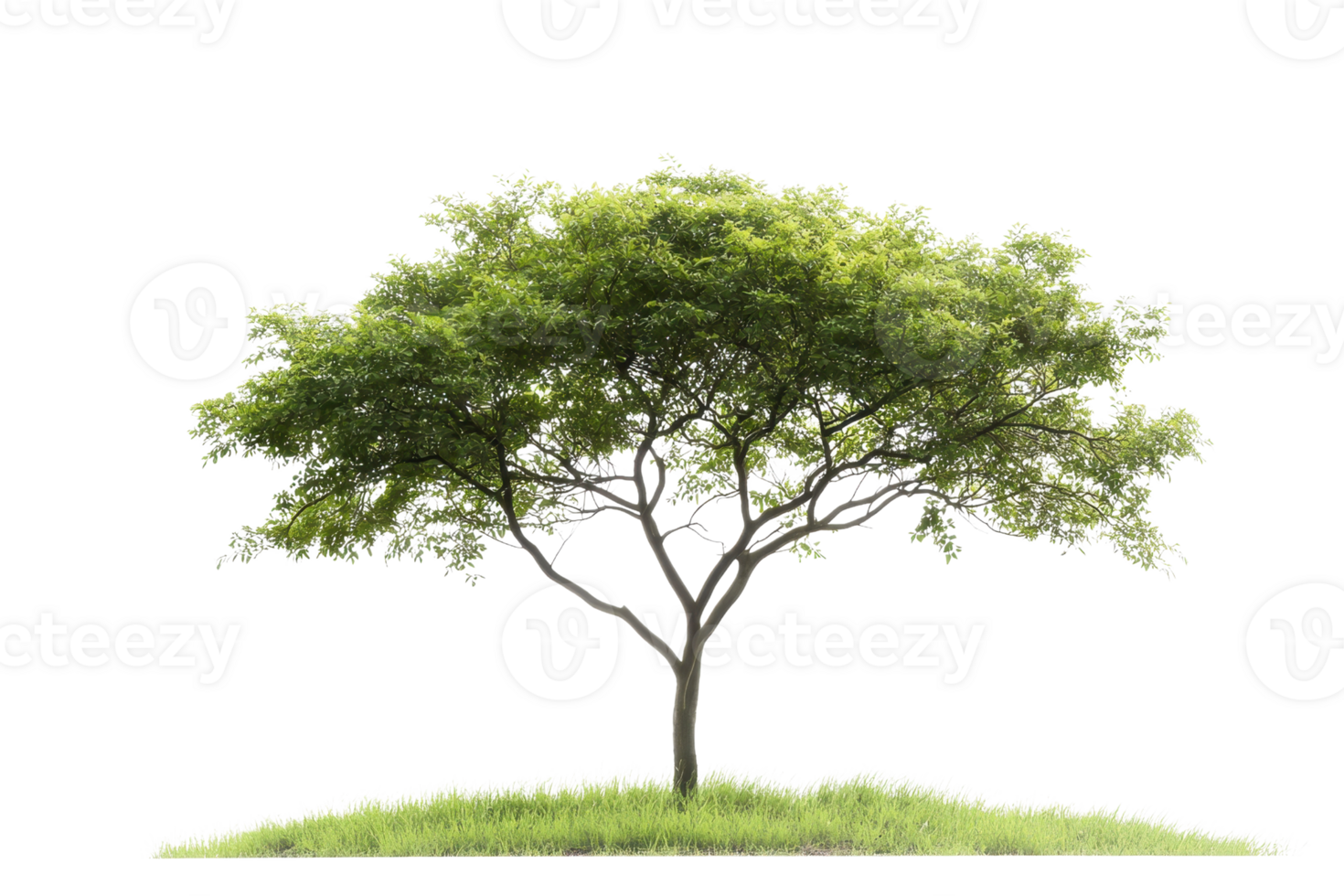 Isolated green tree with lush foliage on a small grassy hill against a clear background. Perfect for design, presentation, or illustration projects. png