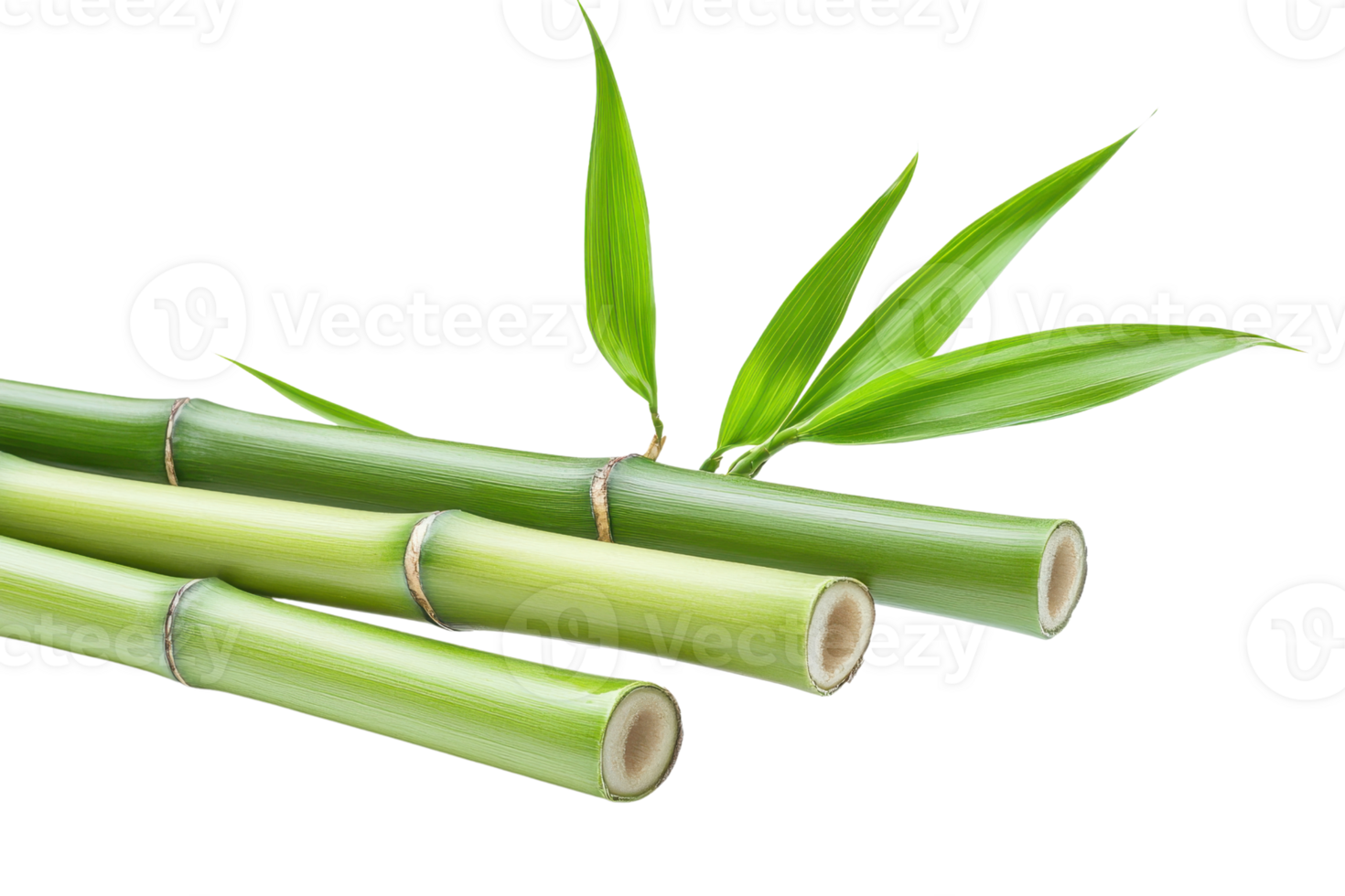 färsk skära grön bambu stjälkar och löv på transparent bakgrund. perfekt för natur, organisk, och miljövänlig stock bilder. png
