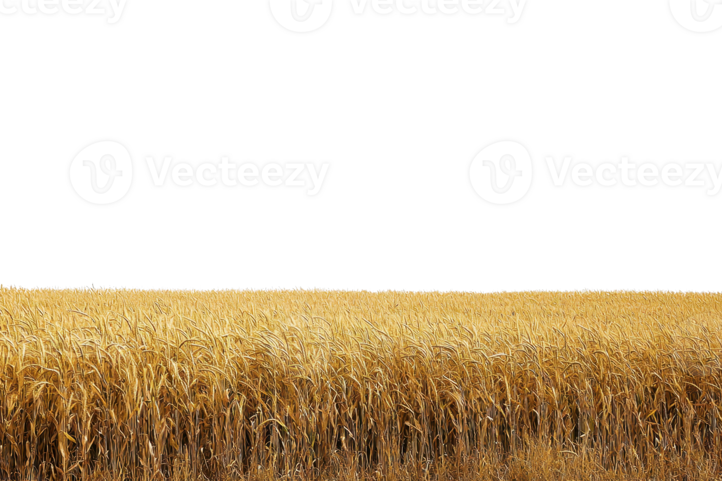 Golden wheat field under a clear sky, depicting a vast expanse of grain ready for harvest. Perfect for agricultural and nature-themed projects. png