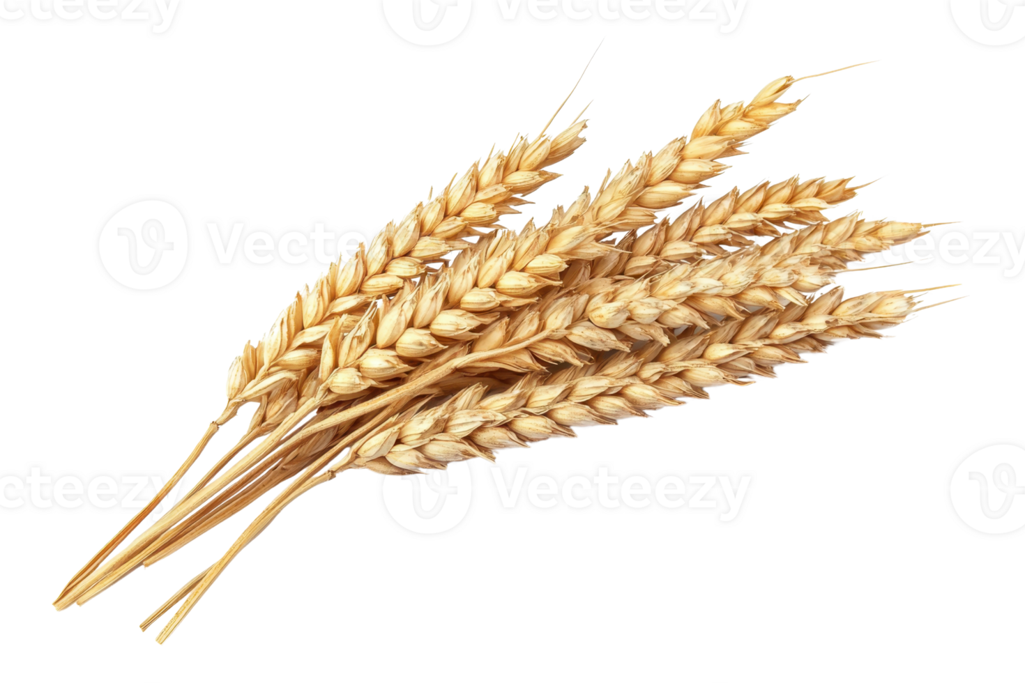 Golden wheat stalks isolated on transparent background. Perfect for agricultural and nature themes in stock images. png