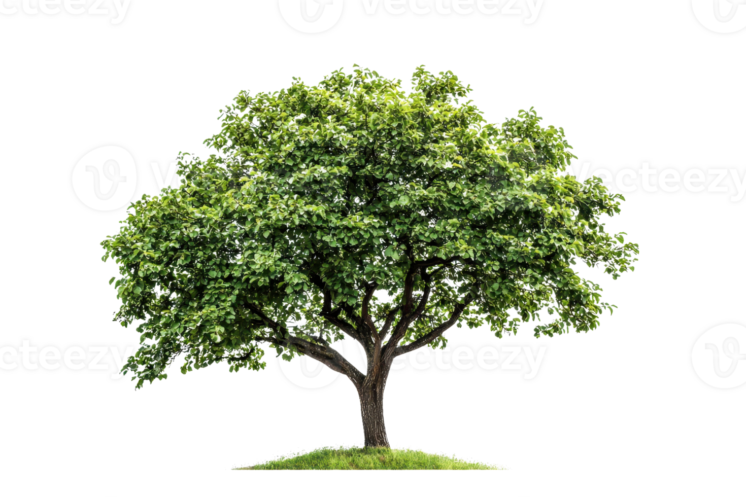 Isolated evergreen tree with lush green foliage, representing nature and life. Perfect for ecological, botanical, and landscape design projects. png