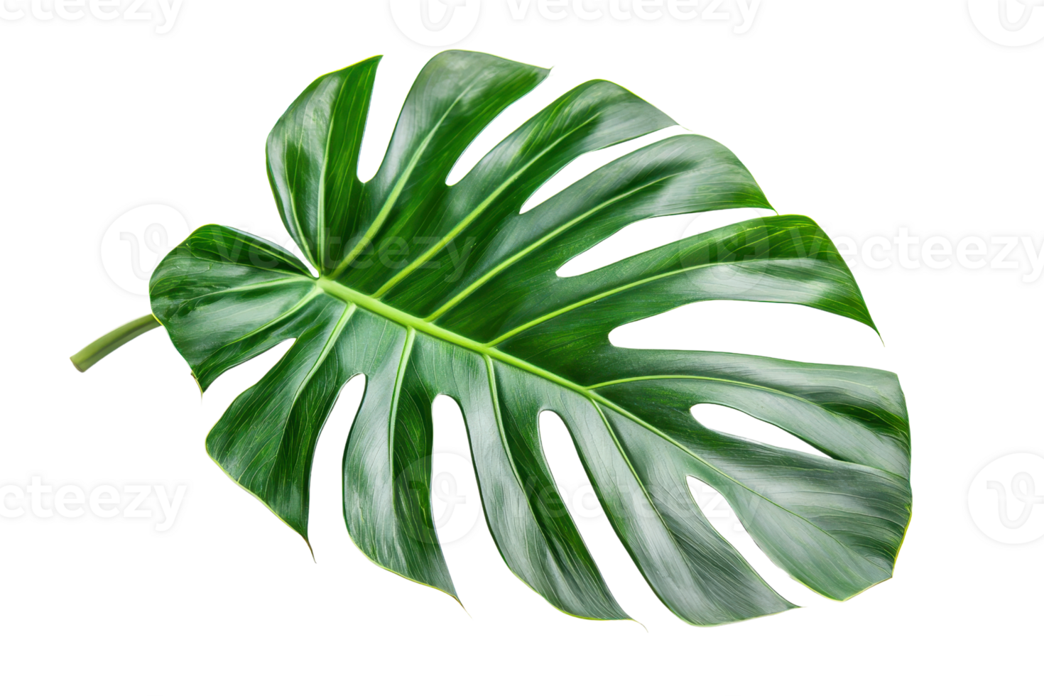 High-resolution image of a vibrant green monstera leaf isolated on a transparent background. showcasing its unique natural texture and pattern. png