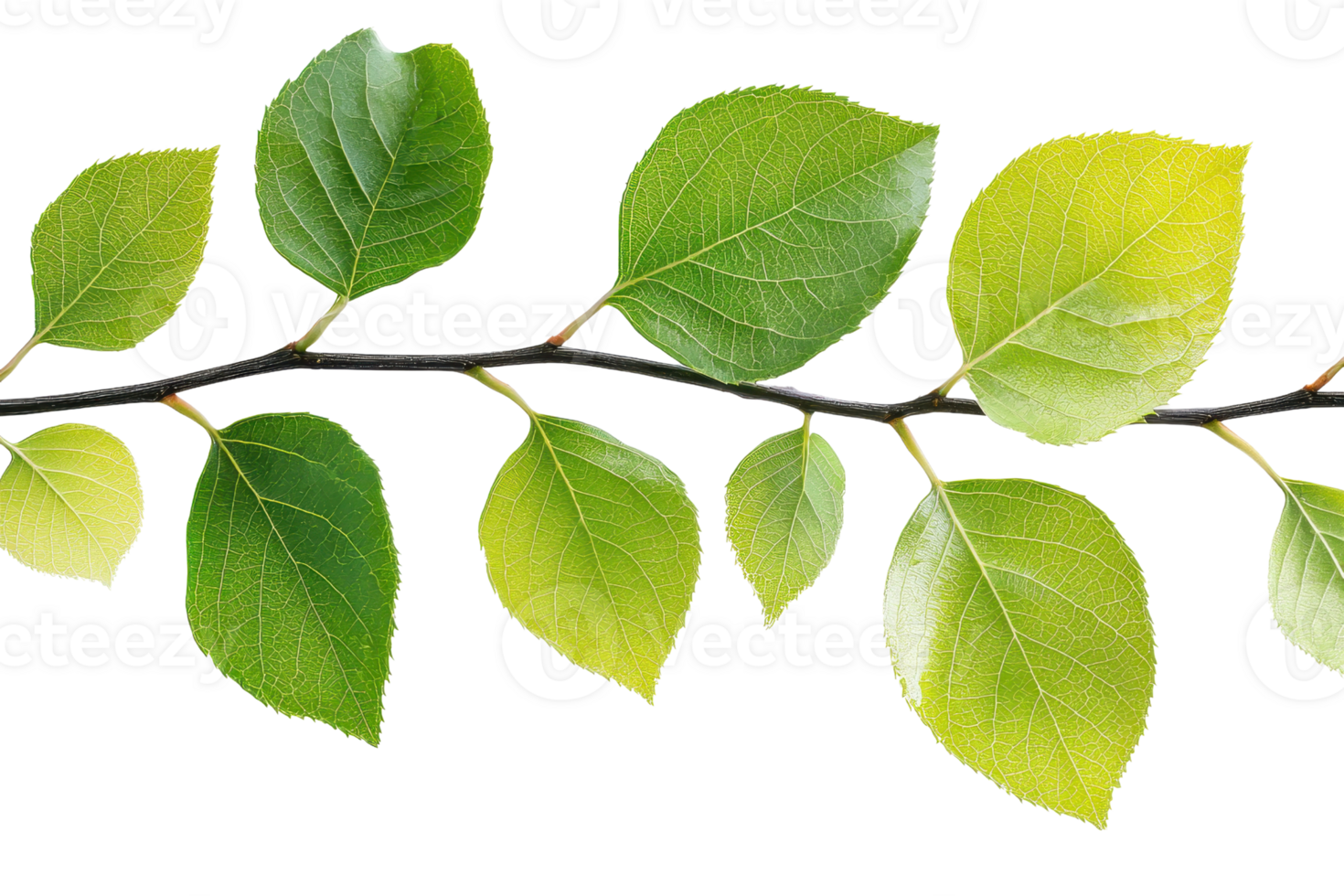 Green leaves on branch isolated on transparent background. vibrant foliage, nature detail, perfect for botanical and nature-themed designs. png