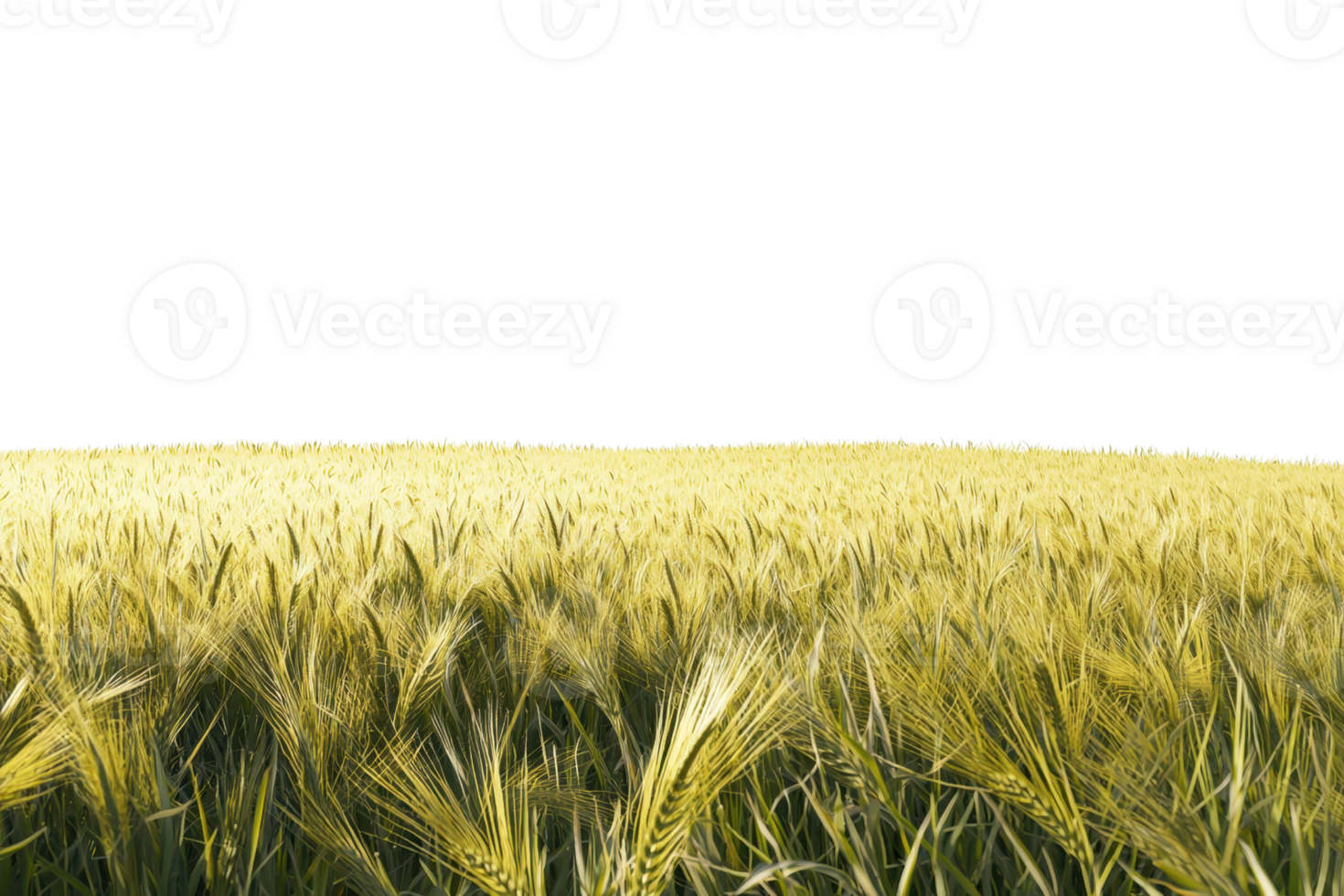 Golden wheat field under clear sky, showcasing the beauty of agriculture and the abundance of nature's harvest in summer. png