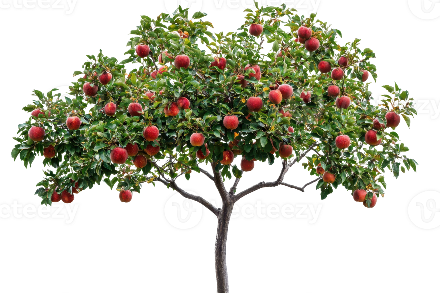 Lush apple tree laden with ripe red apples, featuring vibrant green leaves and sturdy branches, isolated on a transparent background. png