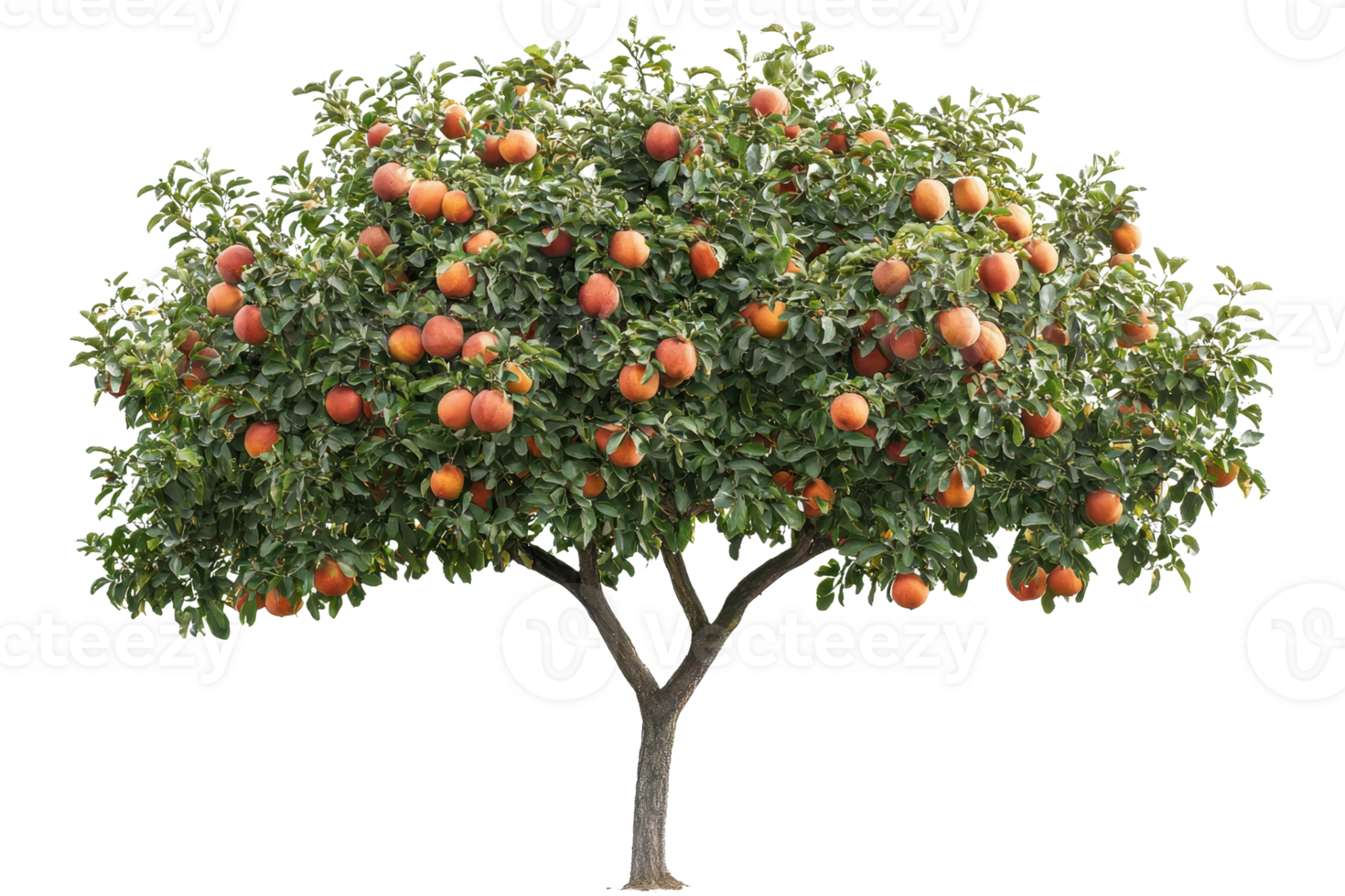 Lush apple tree laden with ripe red apples, isolated on transparent background. Perfect for agricultural and horticultural visuals. png
