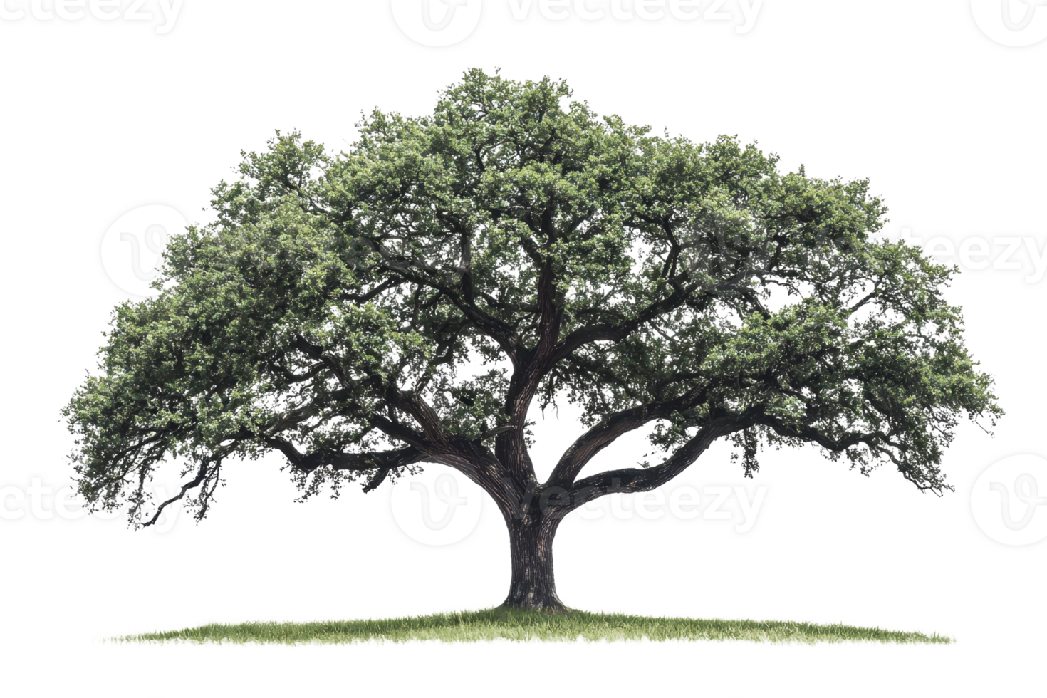 Majestic, sprawling tree with dense green foliage and thick branches extending from a sturdy trunk, isolated on a transparent background. png
