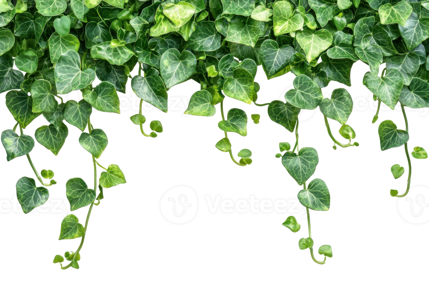 Lush green ivy leaves hanging down against a transparent background. creating a natural, botanical border or frame, perfect for decoration projects. png
