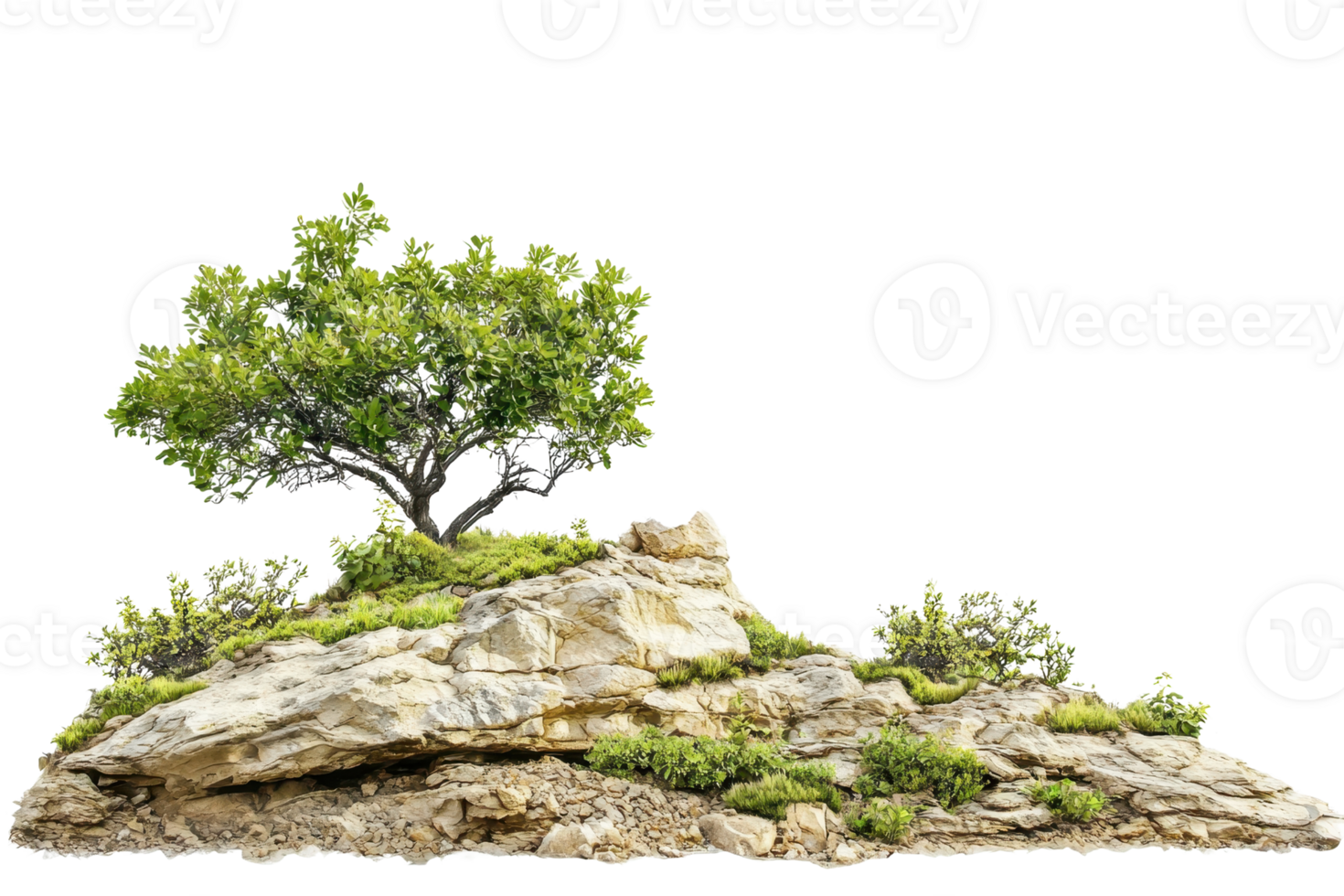 Lone tree growing on a rocky outcrop with green foliage, perfect for natural landscapes and outdoor scenes. png