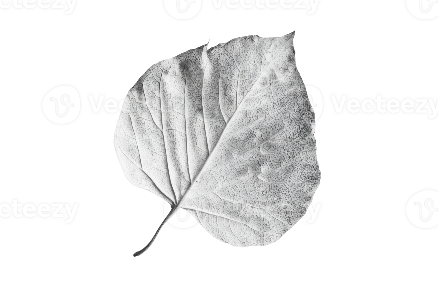 Minimalist black and white image of a single leaf on a transparent background. highlighting texture and details. Perfect for nature-themed projects. png