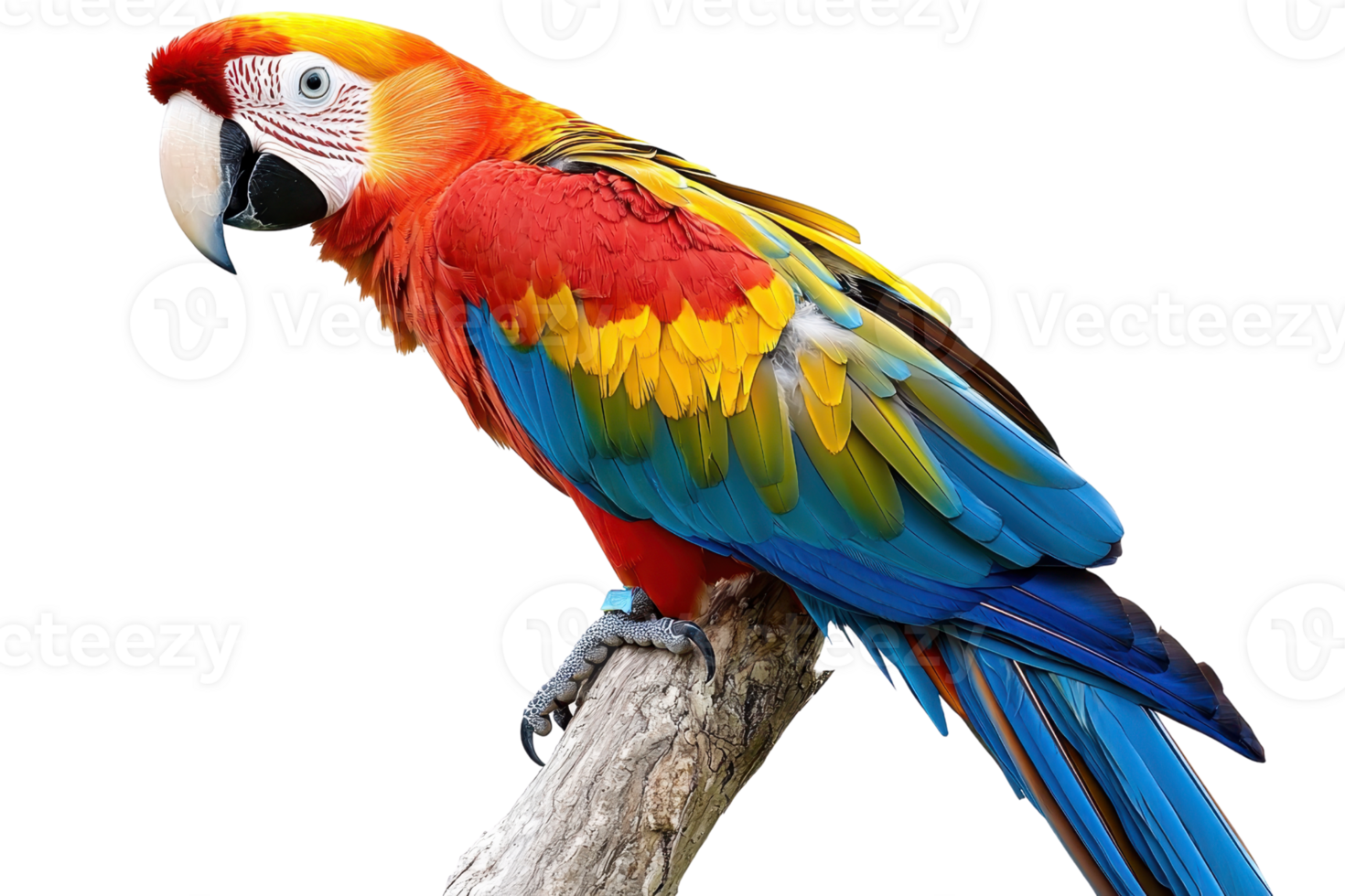 Vibrant, colorful parrot perched on a branch displaying its beautiful feathers. Perfect for nature, wildlife, and exotic bird themes. png