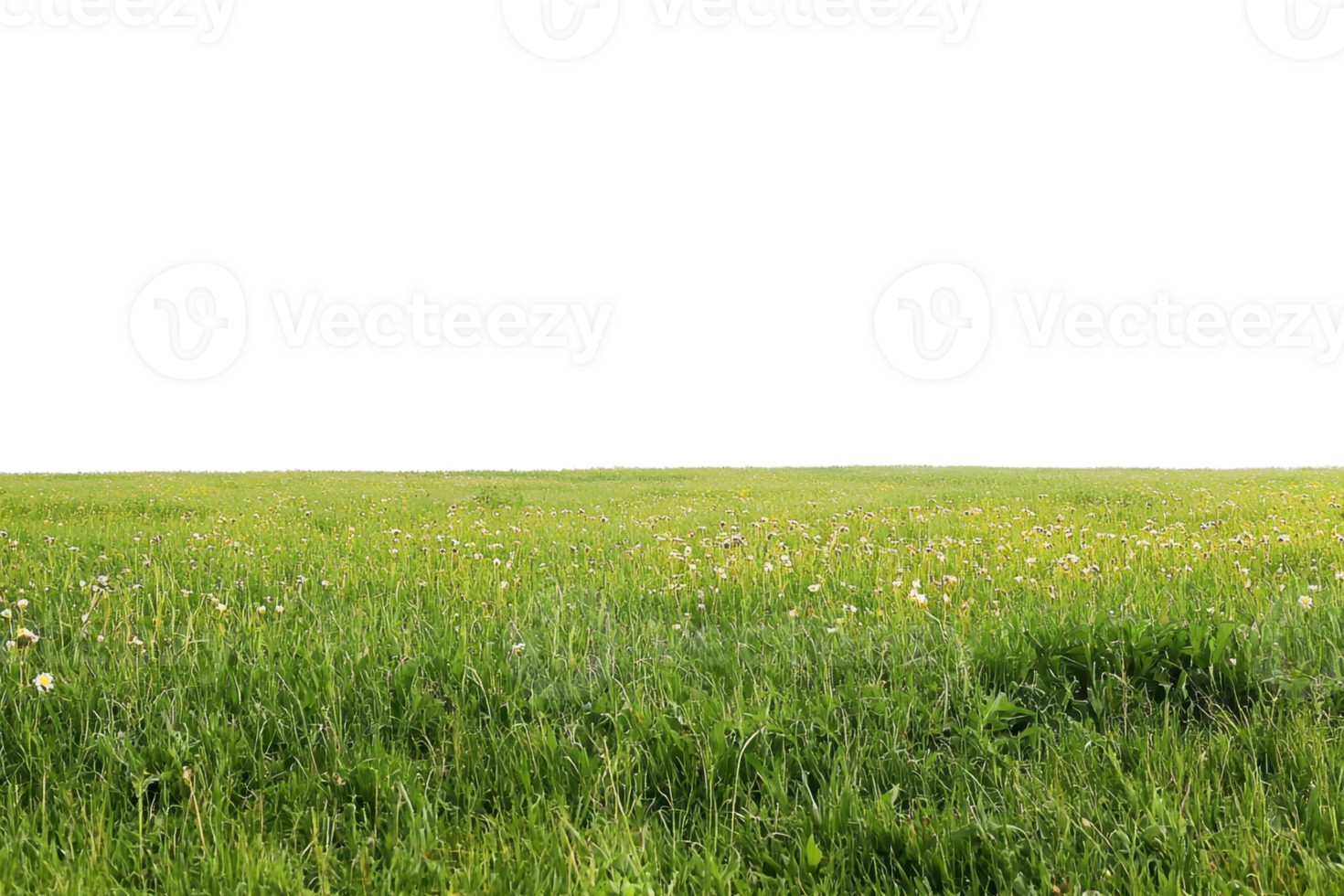 Vast green meadow with wildflowers under clear sky, serene landscape perfect for nature backgrounds, peaceful sensations, copy space above. png