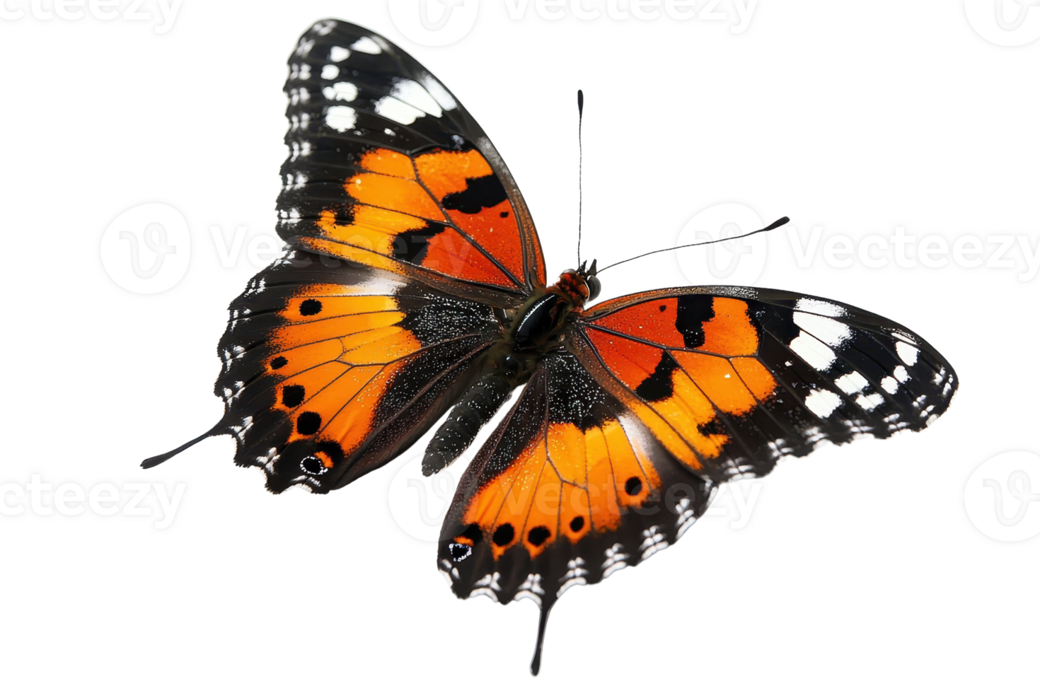 Vivid butterfly with vibrant orange and black wings, detailed patterns, and white spots, perfectly captured mid-flight in high resolution. png