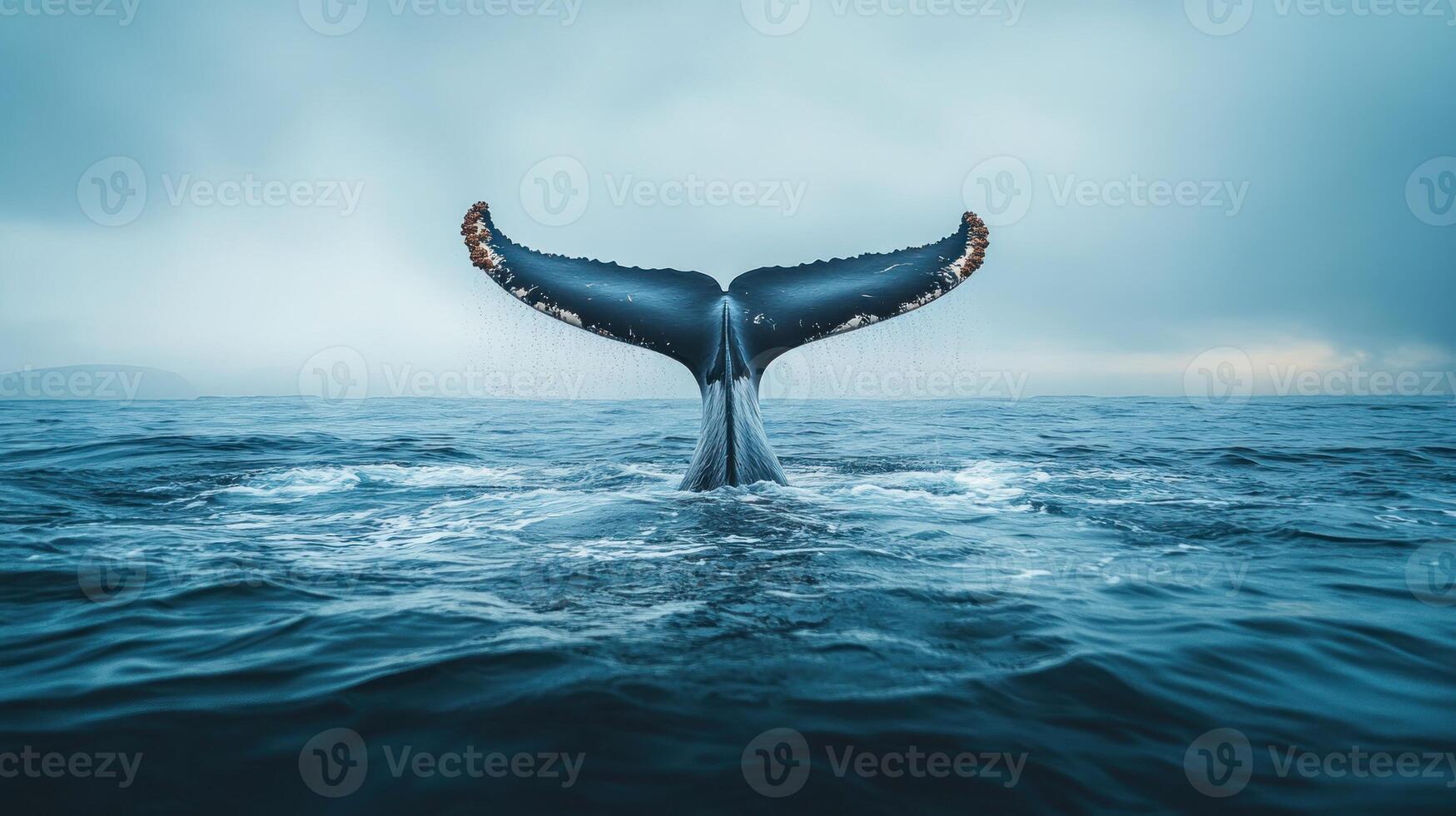 Whale Tail Breaking the Surface of the dark blue Ocean. 55144972 Stock