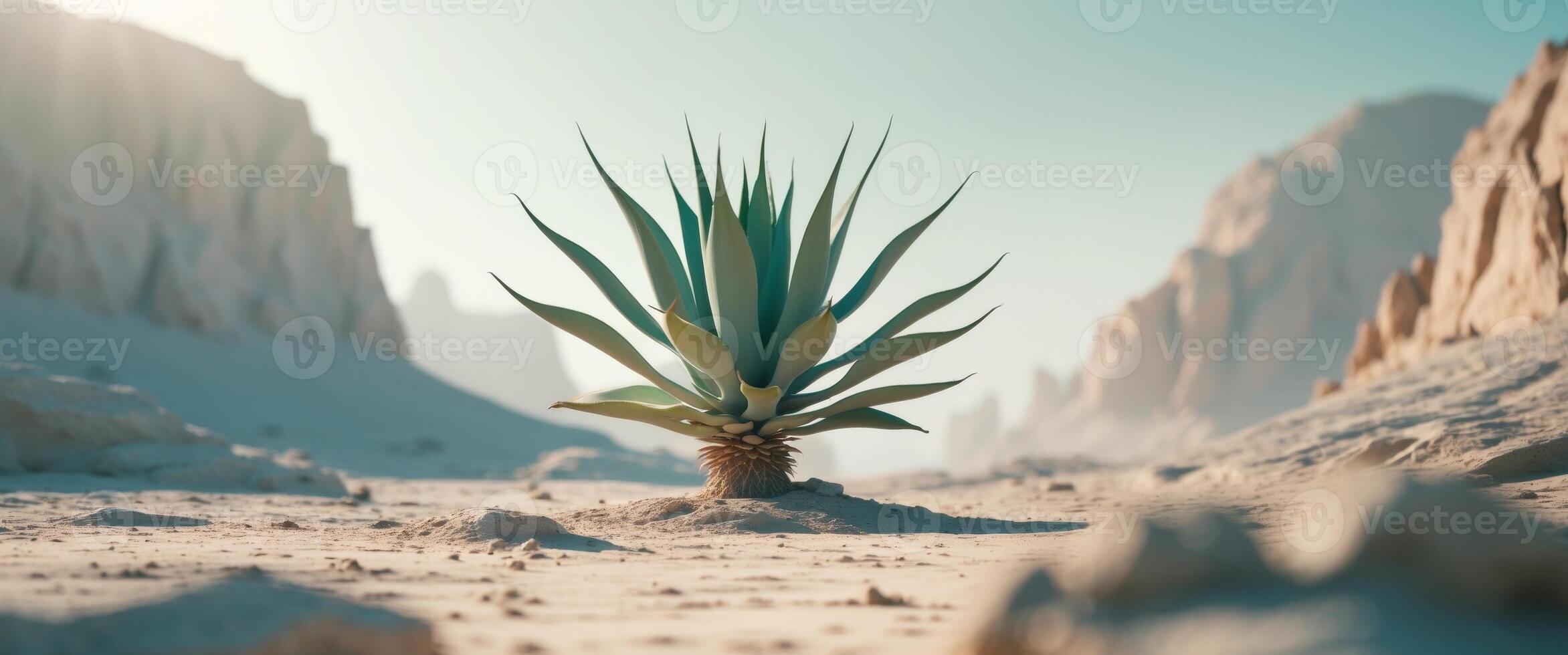 Green agave plant growing in a rocky desert landscape under bright sunlight photo