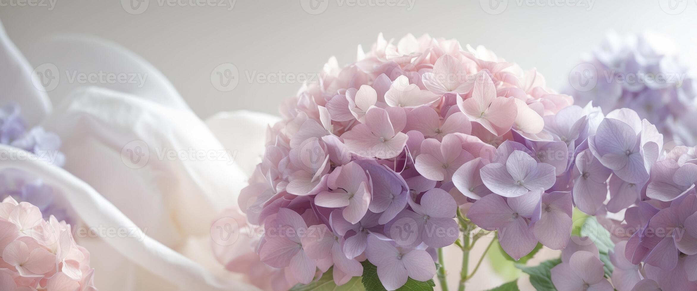 Pastel Hydrangea Blooms Pink Purple Flowers Soft Background photo