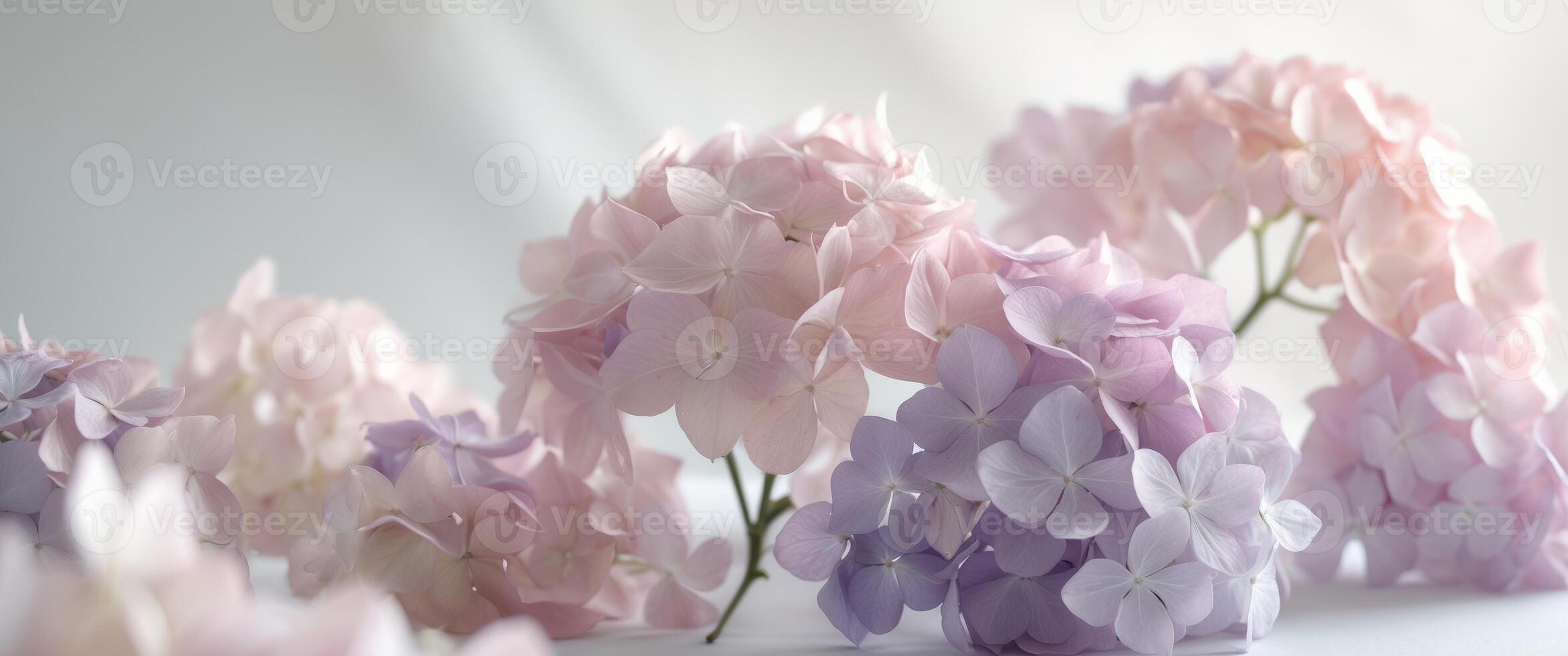 Pastel Hydrangea Blooms Pink Purple Flowers Soft Background. photo