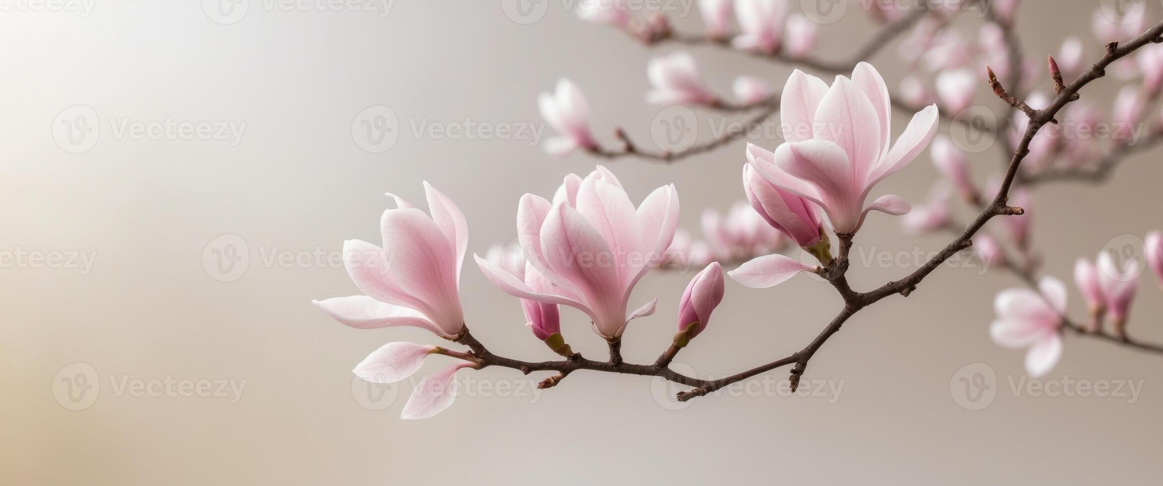 Pink Magnolia Blossoms Branch Spring Delicate Flowers Soft Light Background photo