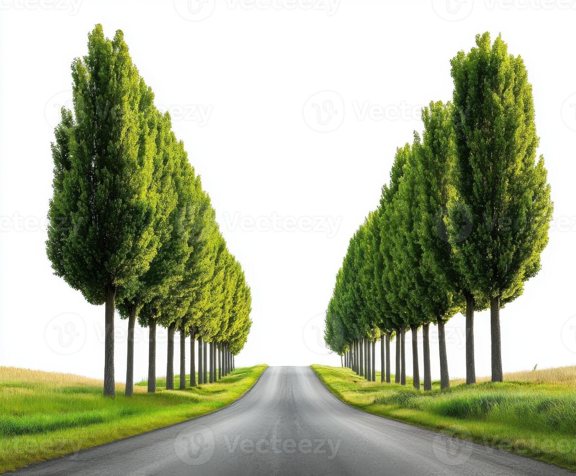 Lined trees create a serene pathway along a quiet road leading towards the horizon in sunny weather photo