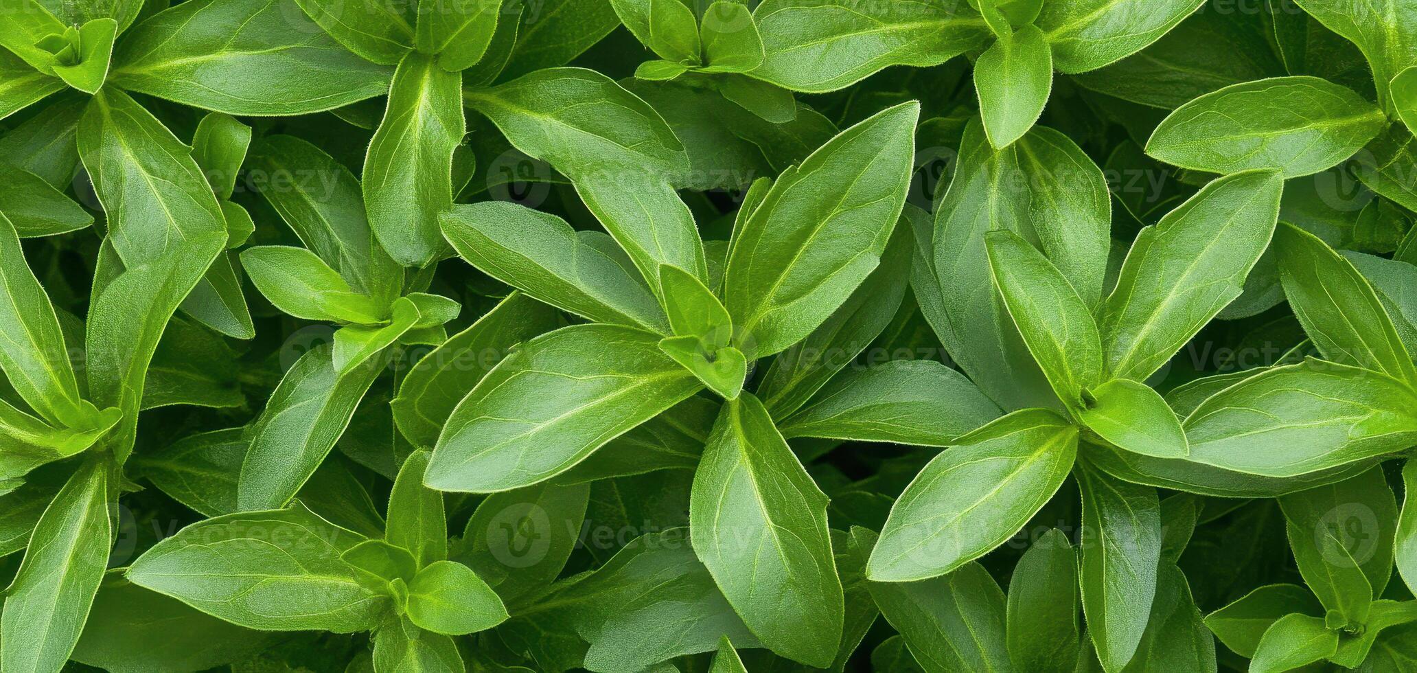 Fresh green stevia leaves with vibrant texture and rich color create lush, natural backdrop. intricate patterns and healthy appearance evoke sense of vitality and freshness photo