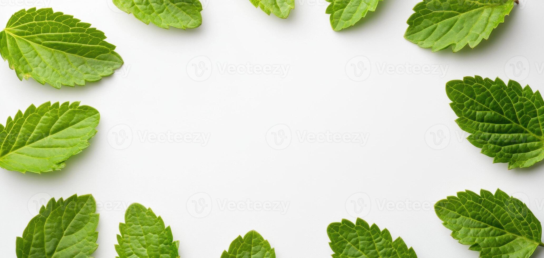 Fresh stevia leaves arranged in circular pattern on white background, showcasing their vibrant green color and unique texture, perfect for culinary or health related themes photo