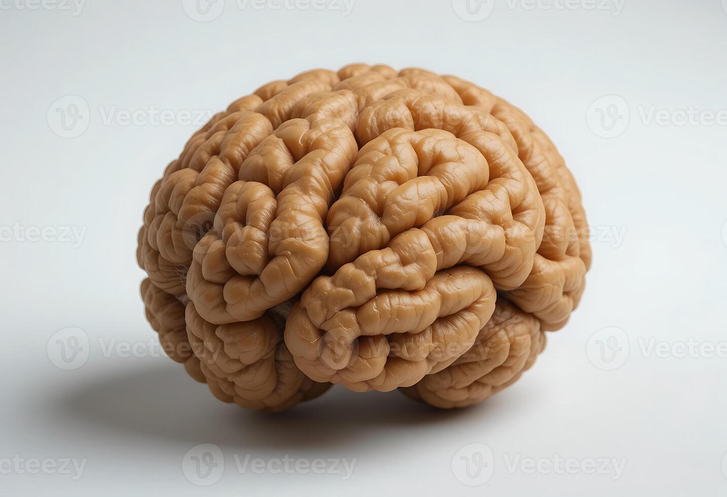 Human Brain Model Detailed Anatomy Light Brown Color Study photo