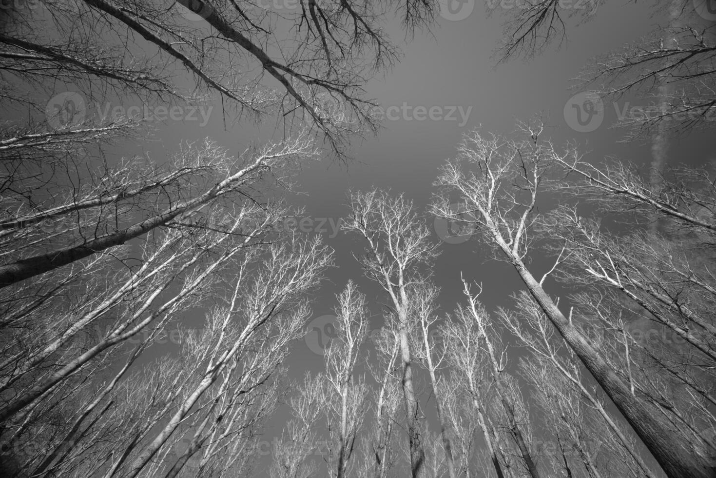 Bare trees under a clear sky in black and white image photo