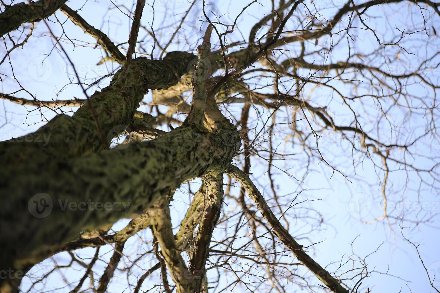 View from below a bare winter tree. photo