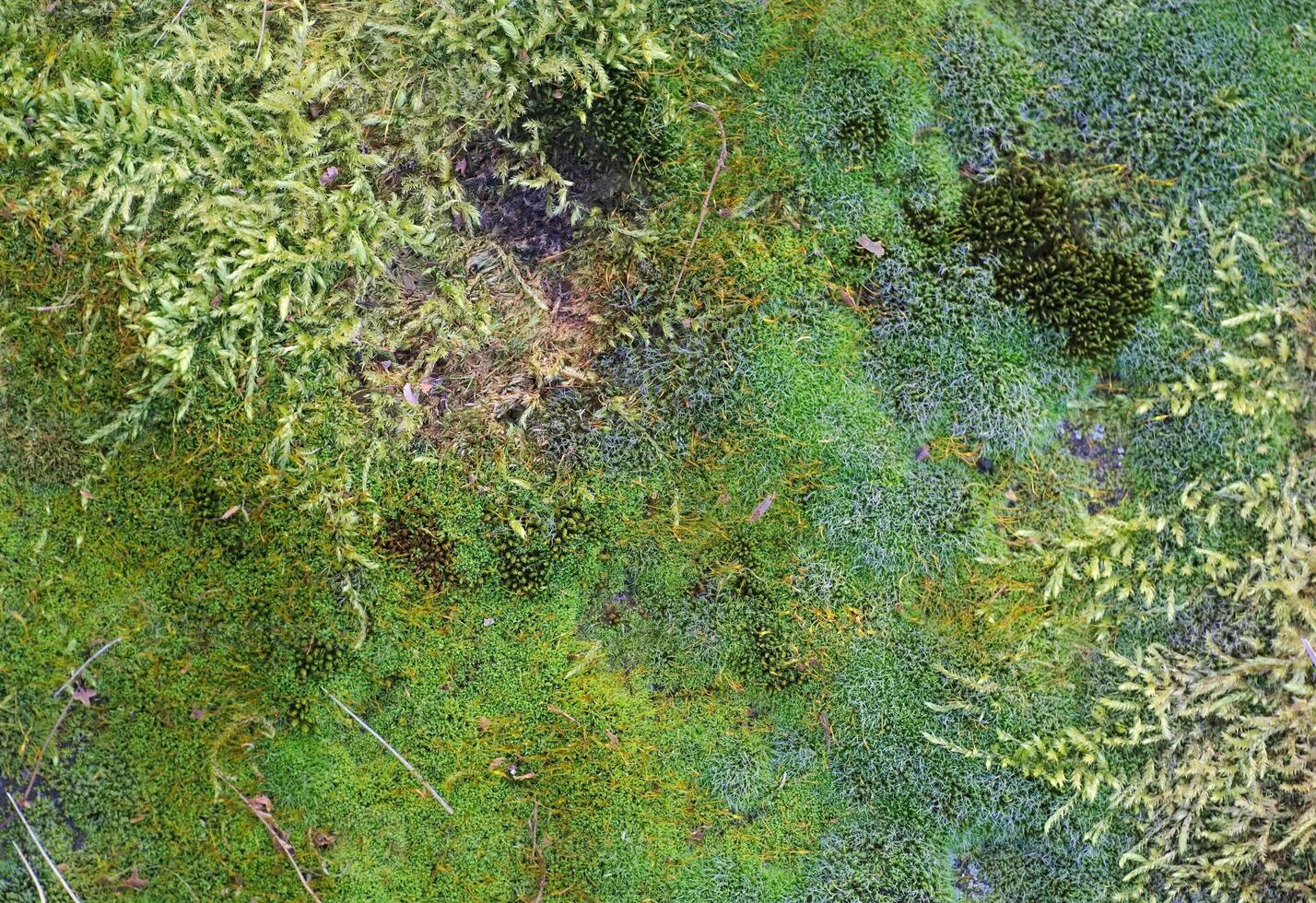 Dense moss layer with species of different shapes and colors seen from above photo