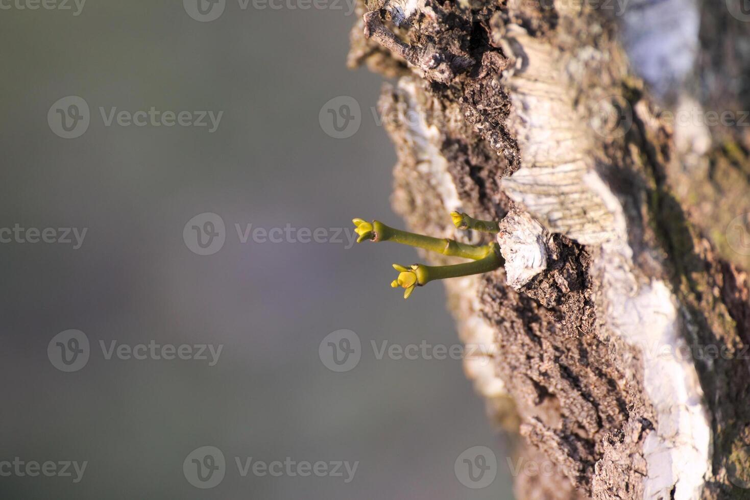 Young sprout of the european mistletoe - Viscum album - growing from the furrowed bark of a birch. photo