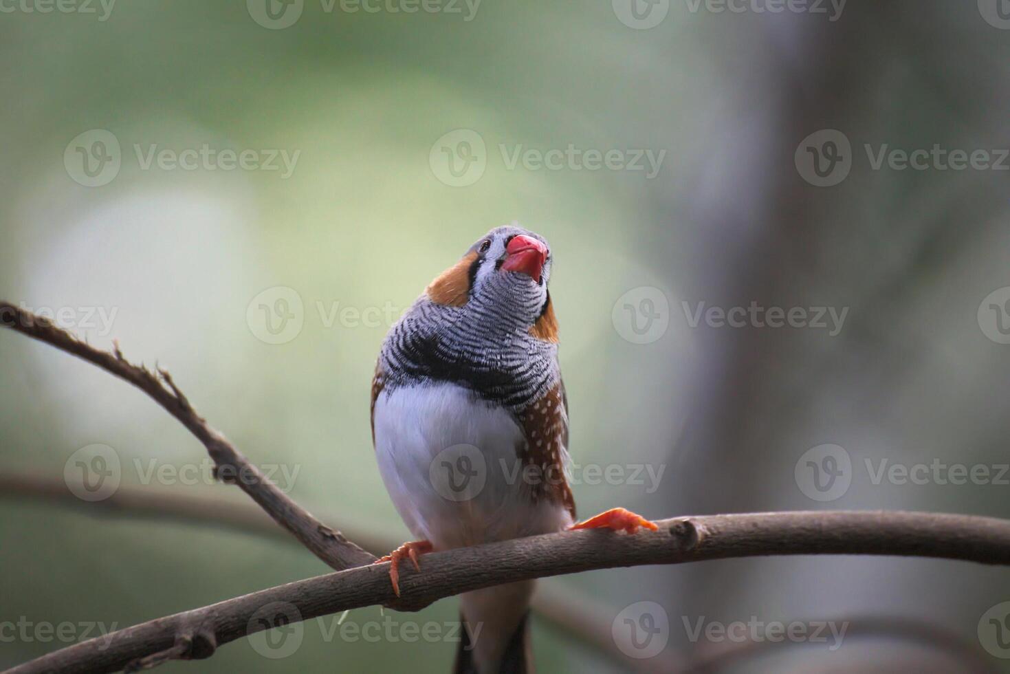Male zebra finch - Taeniopygia guttata - sitting on a twig. photo