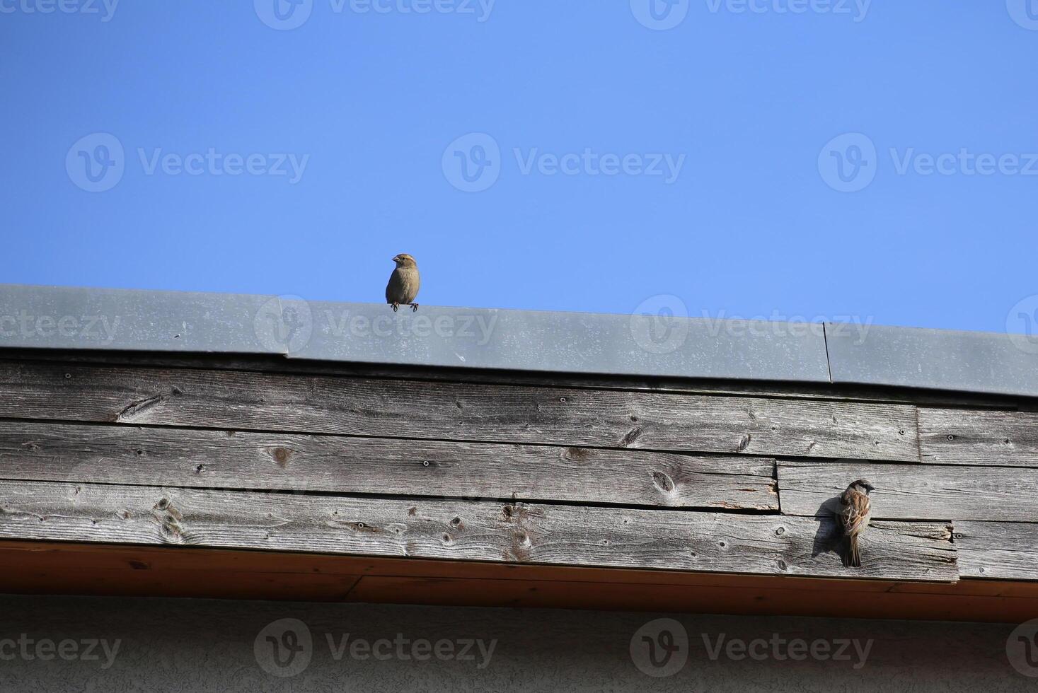 Couple of house sparrows - Passer domesticus - sitting at the side of a roof. photo