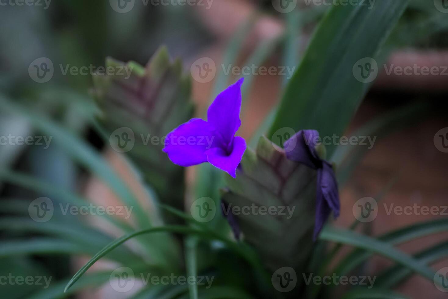 Violet bromelia with selective focus emphasizing the blossom. photo
